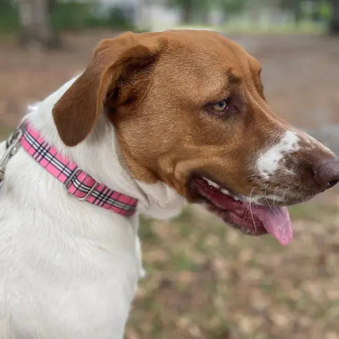 Adjustable Collar Urban Dog Stars