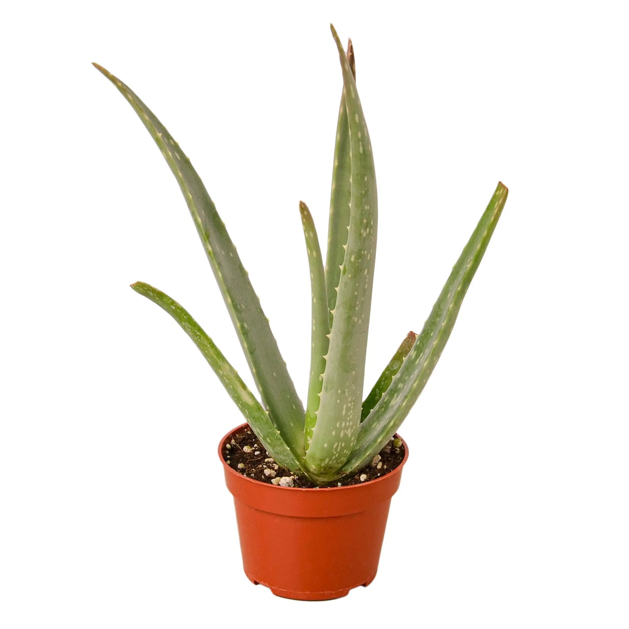 Aloe Vera House Plant Dropship