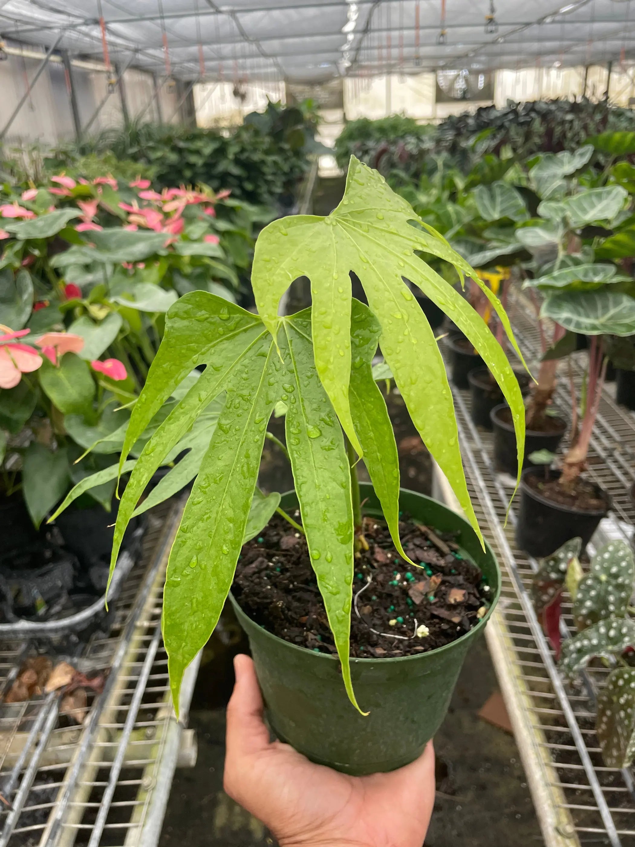 Anthurium Fingers House Plant Wholesale