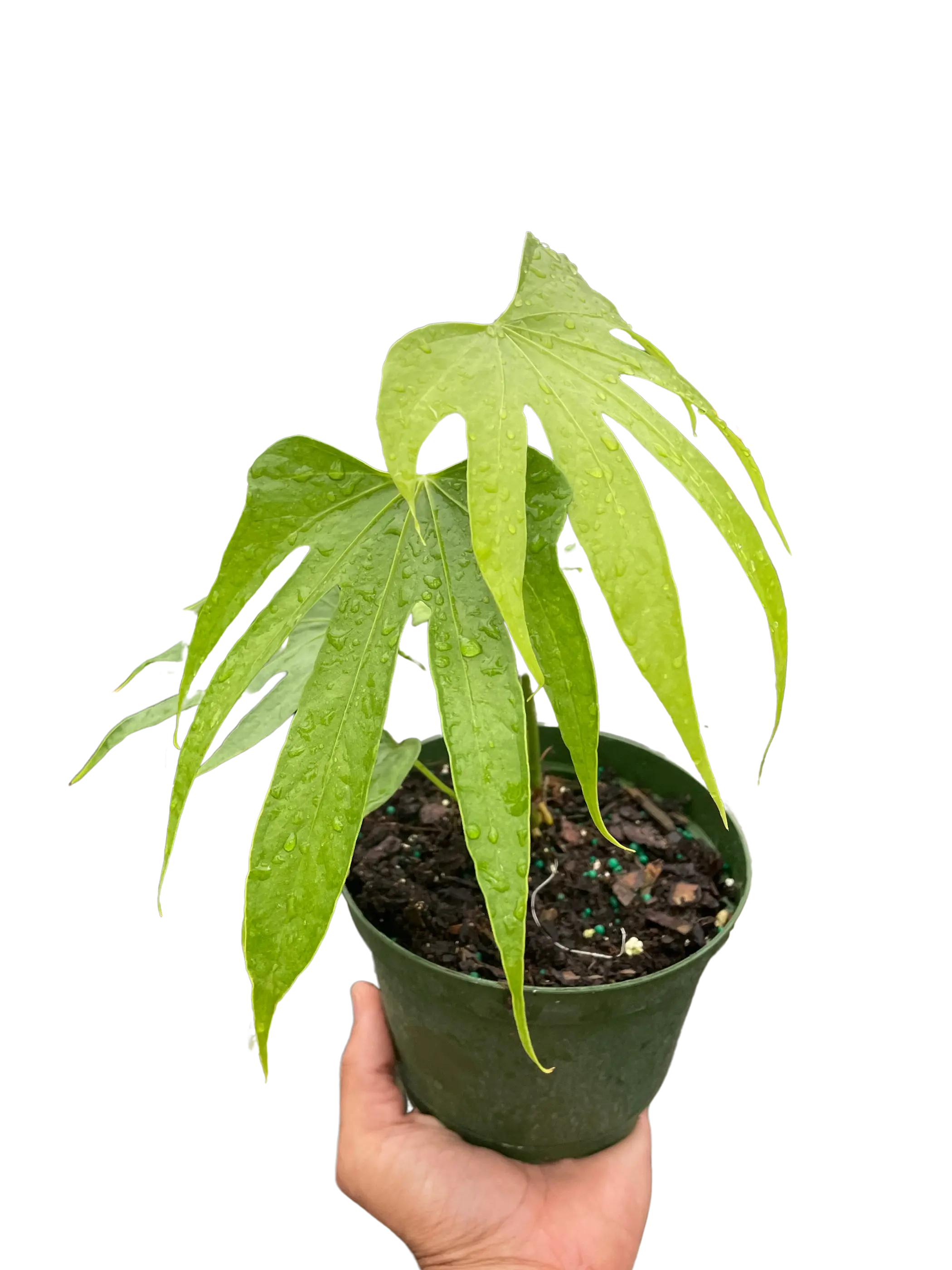 Anthurium Fingers House Plant Wholesale
