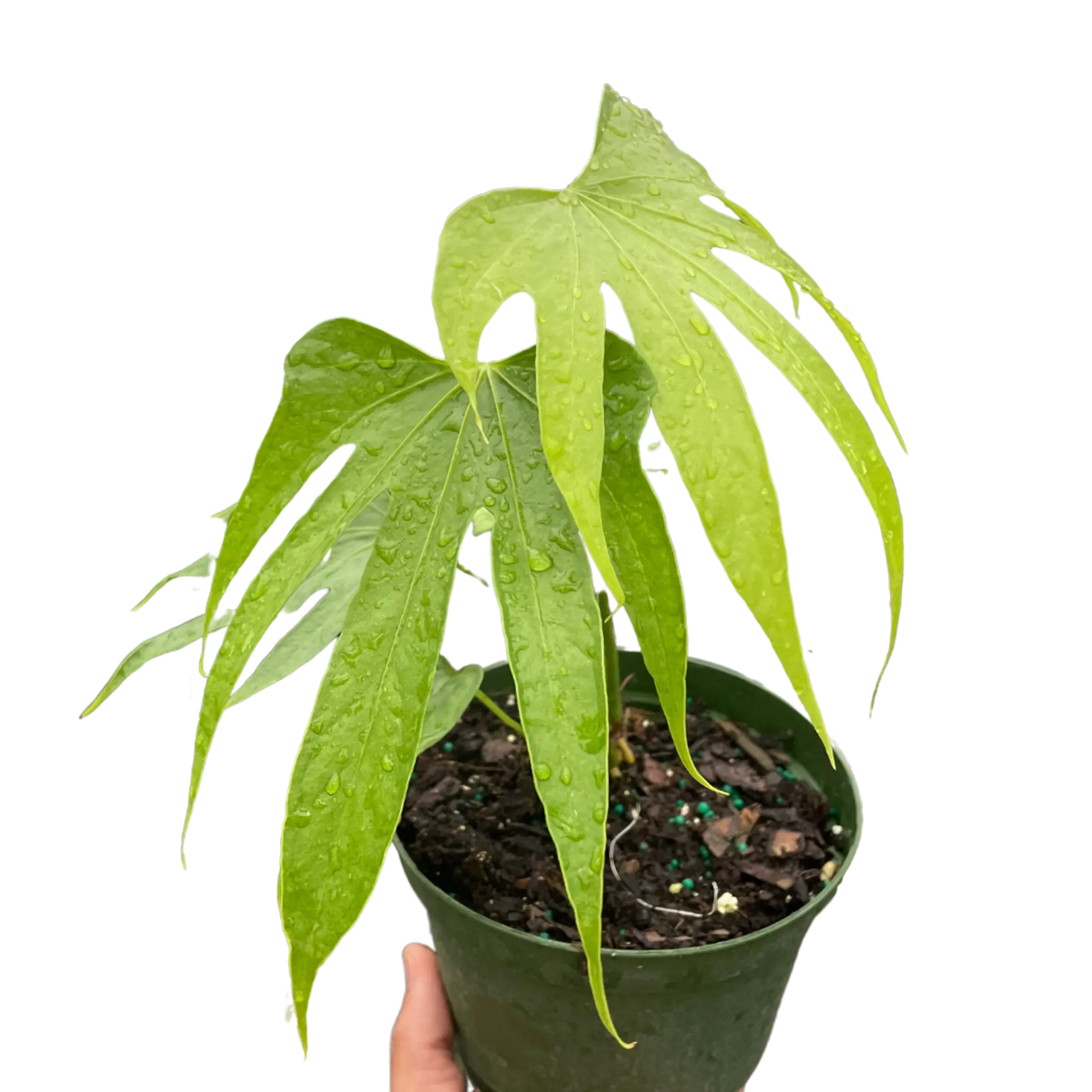 Anthurium Fingers House Plant Wholesale