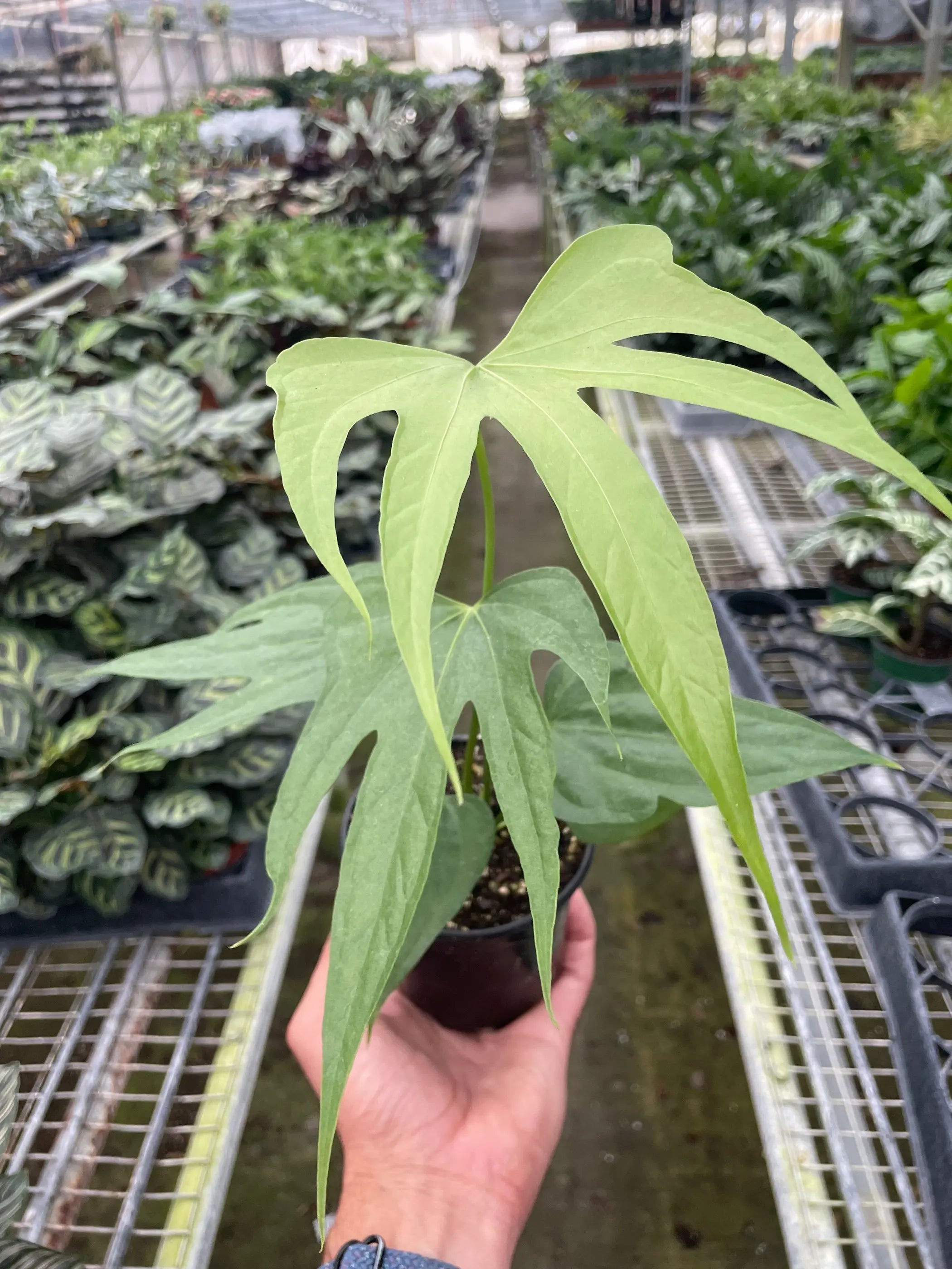 Anthurium Fingers House Plant Wholesale