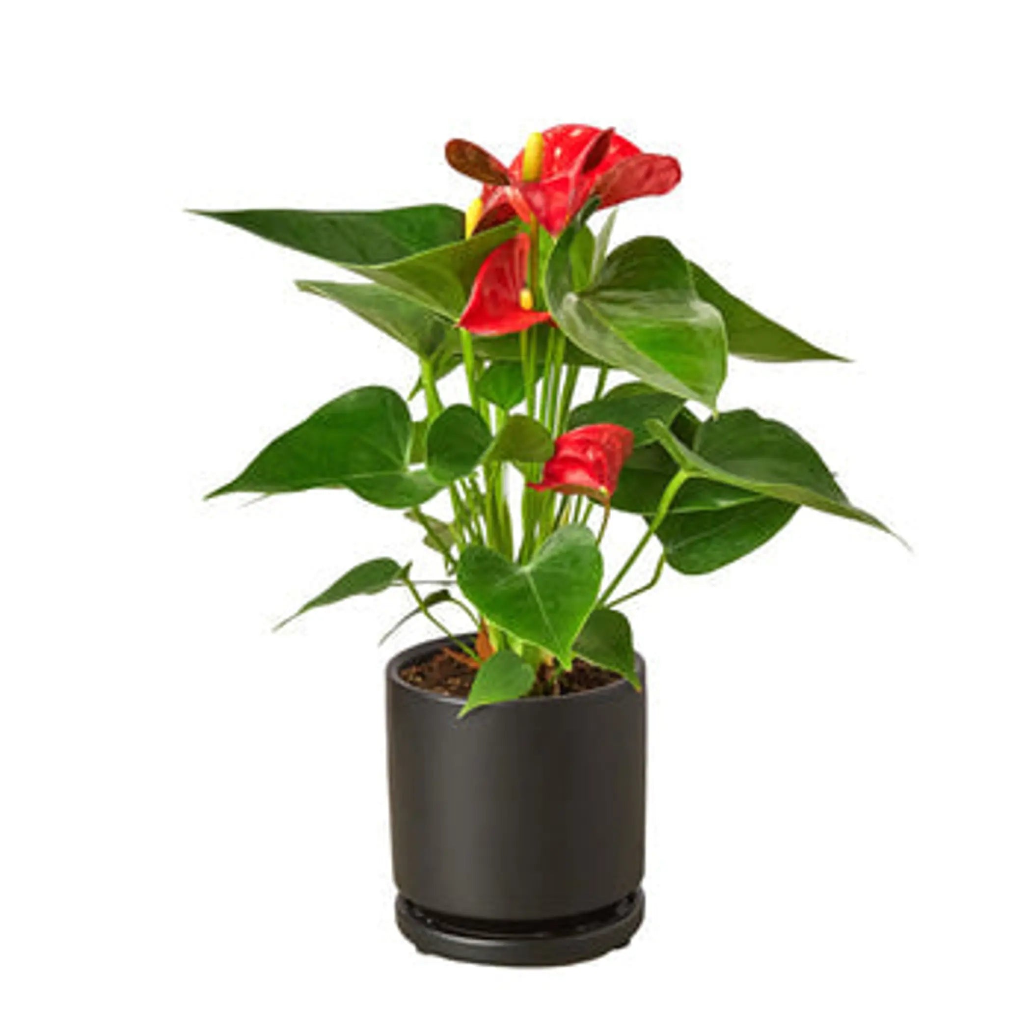 Anthurium 'Red' House Plant Wholesale