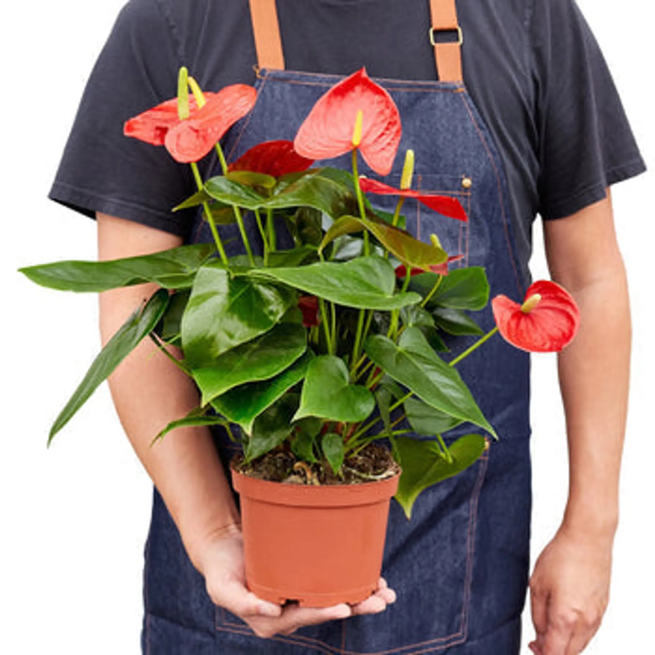 Anthurium 'Red' House Plant Wholesale