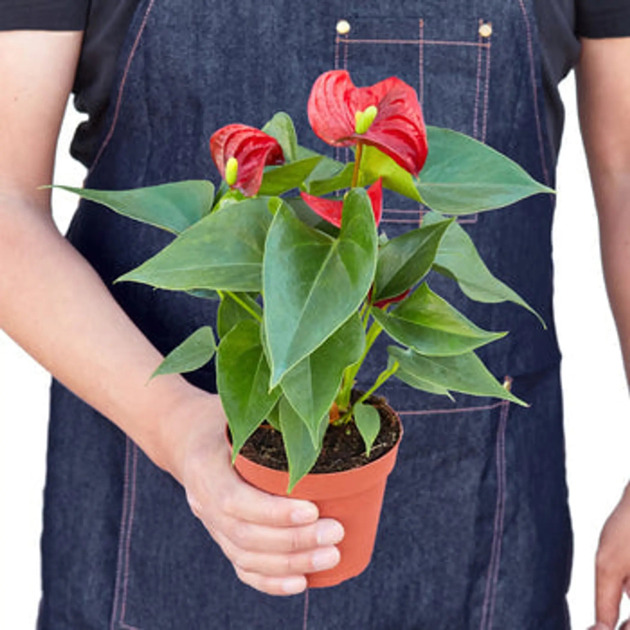 Anthurium 'Red' House Plant Wholesale