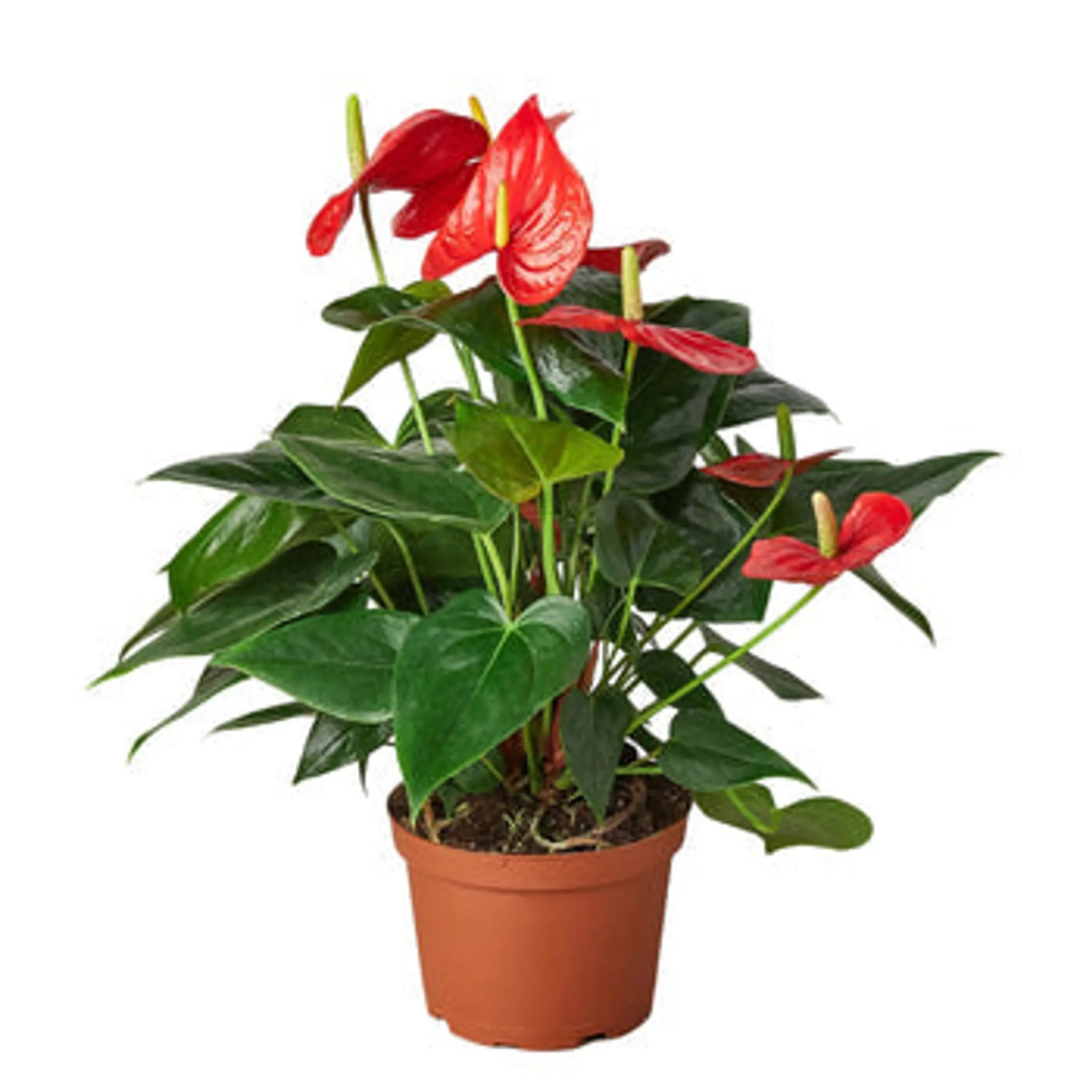 Anthurium 'Red' House Plant Wholesale