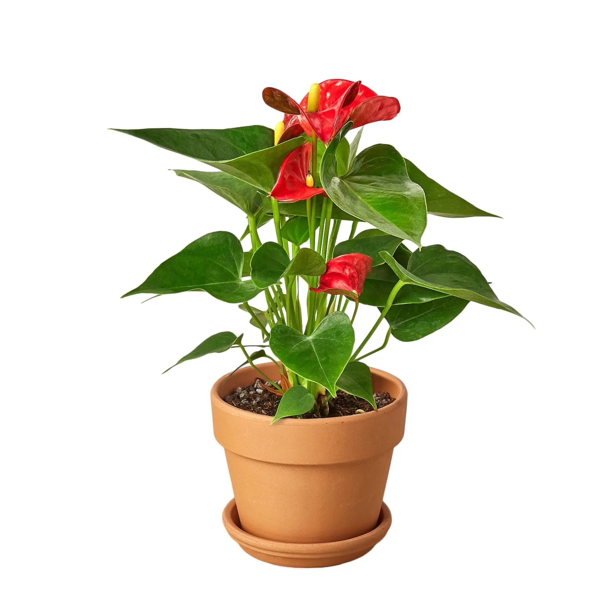 Anthurium 'Red' House Plant Wholesale