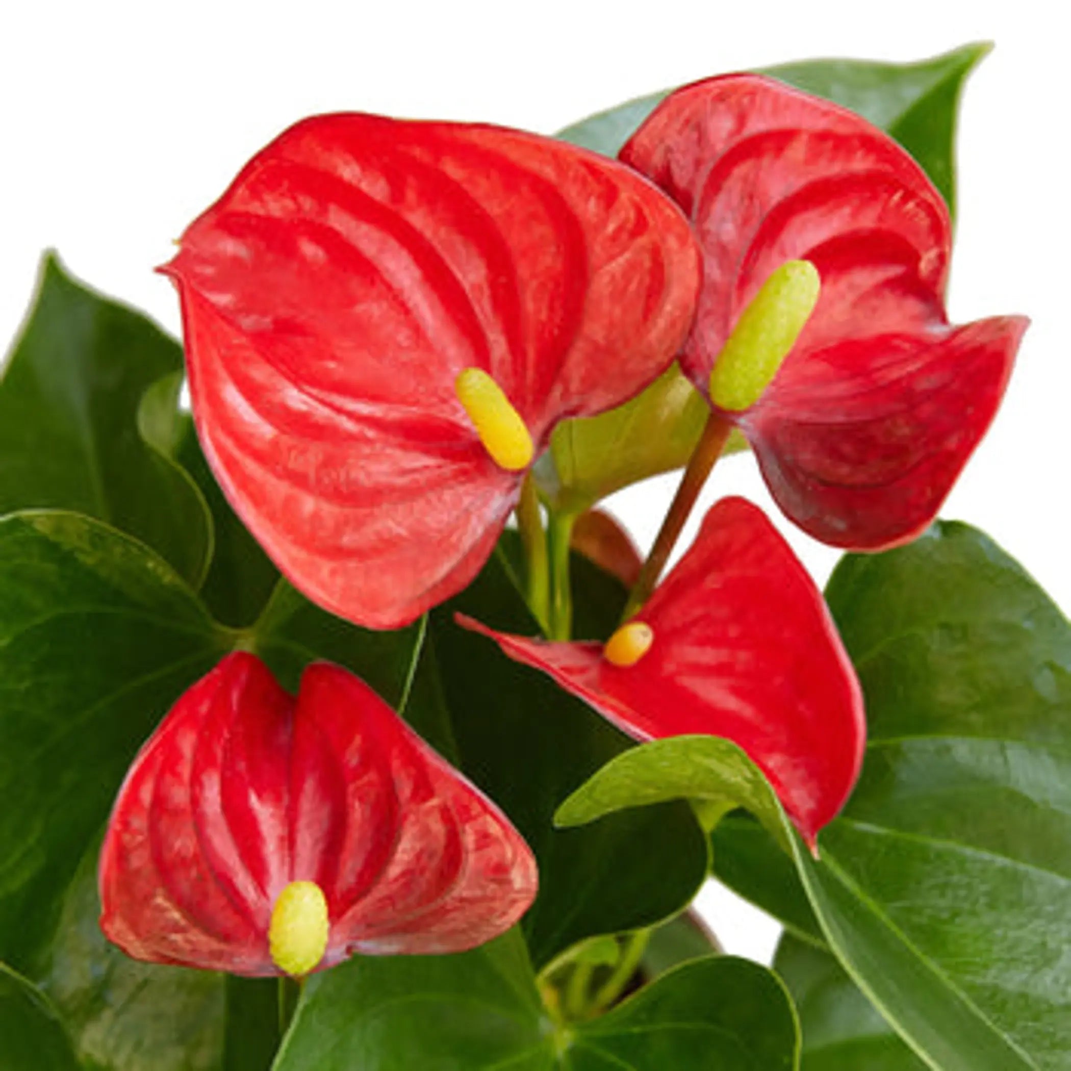 Anthurium 'Red' House Plant Wholesale