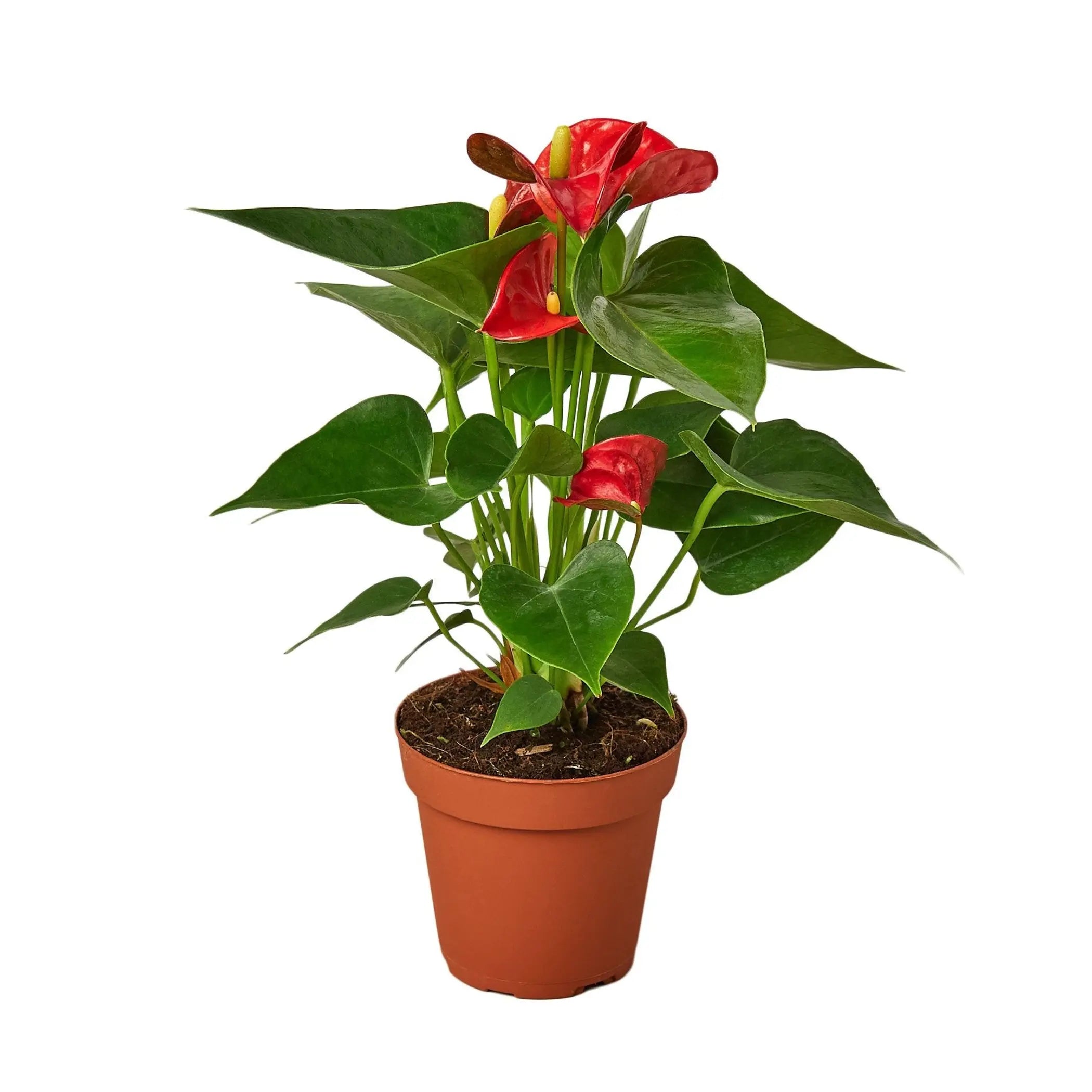 Anthurium 'Red' House Plant Wholesale