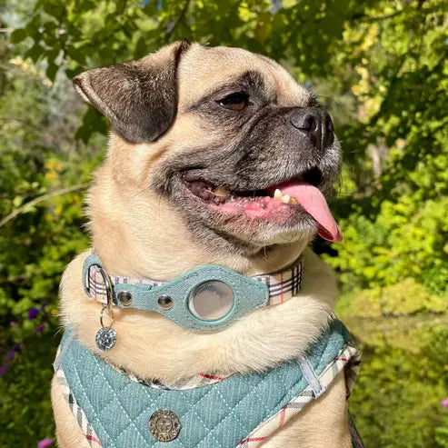 Apple Airtag Collar Urban Dog Stars