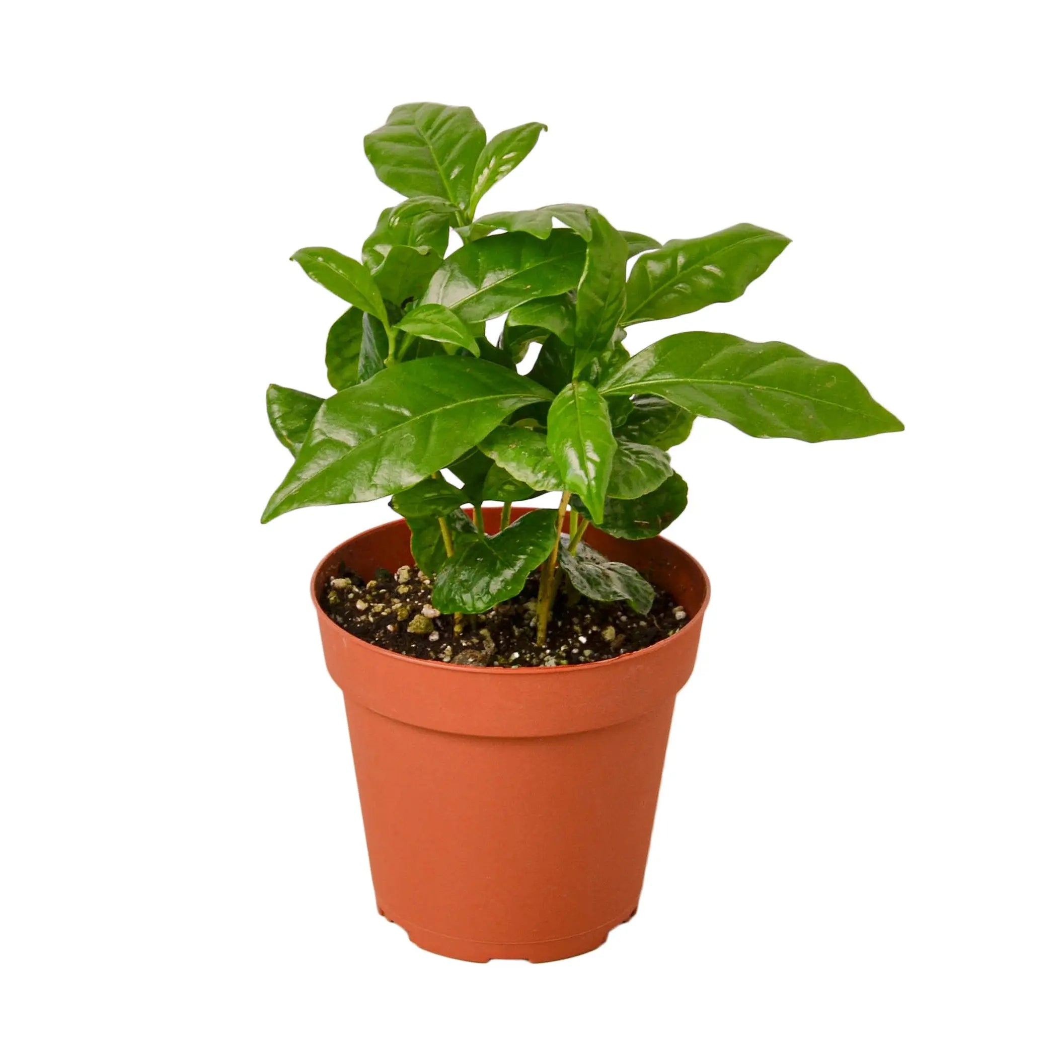 Arabica Coffee House Plant Wholesale