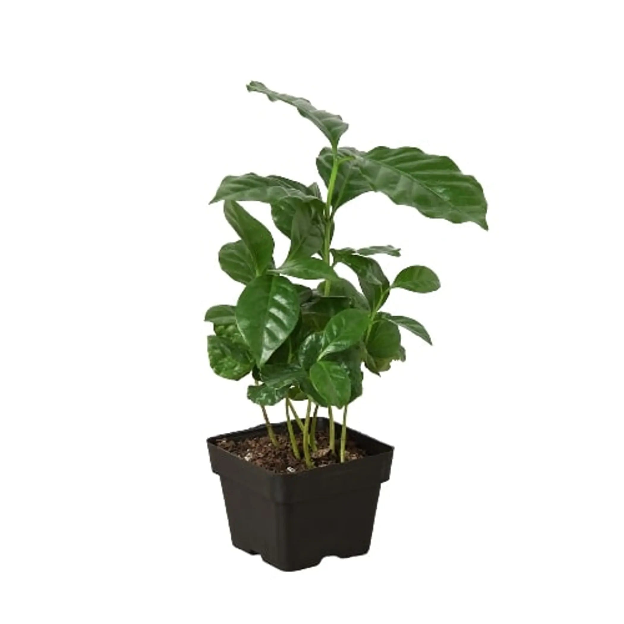 Arabica Coffee House Plant Wholesale
