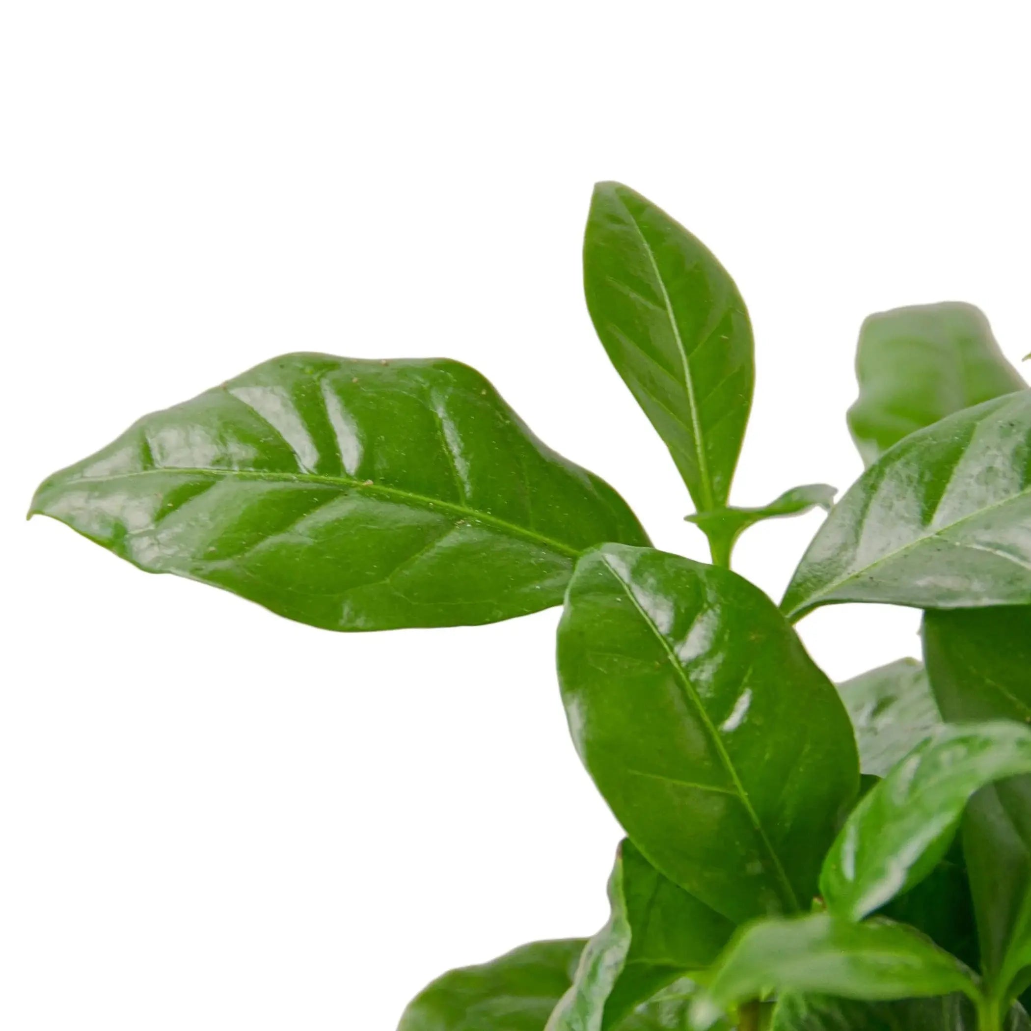 Arabica Coffee House Plant Wholesale