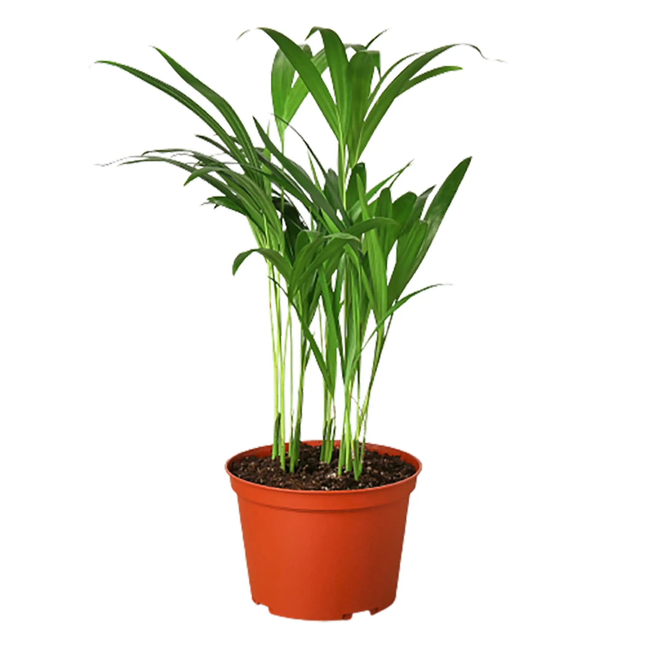 Areca Palm House Plant Wholesale