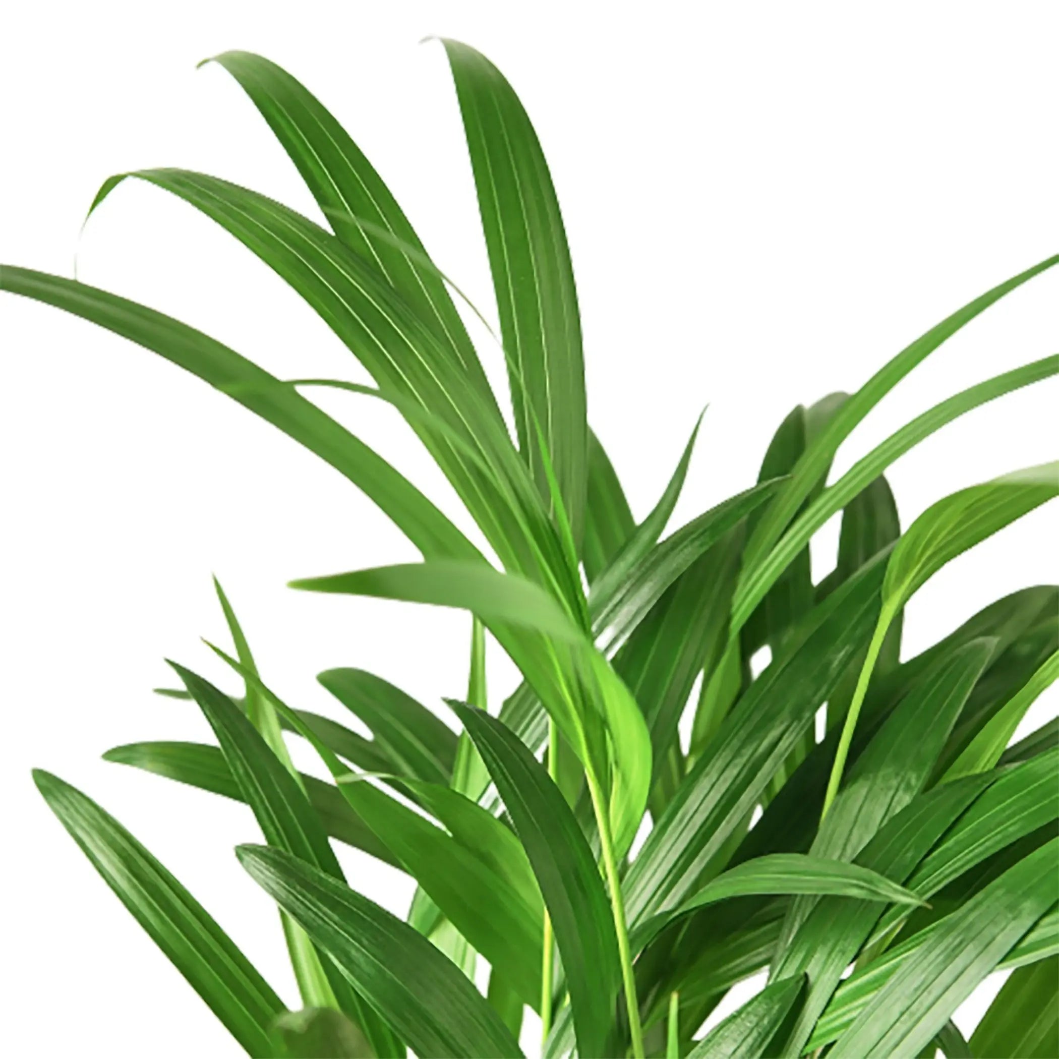 Areca Palm House Plant Wholesale