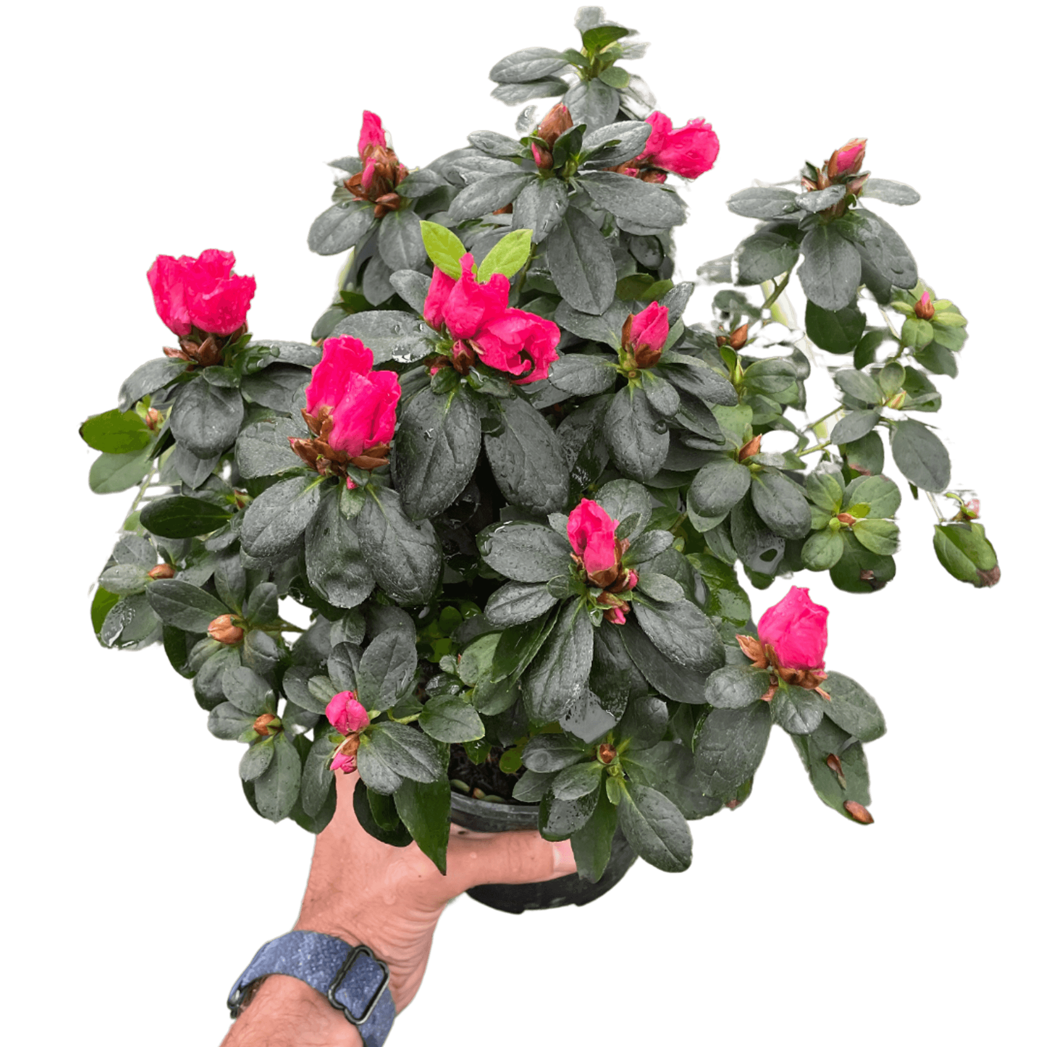 Azalea (Rhododendron) House Plant Wholesale