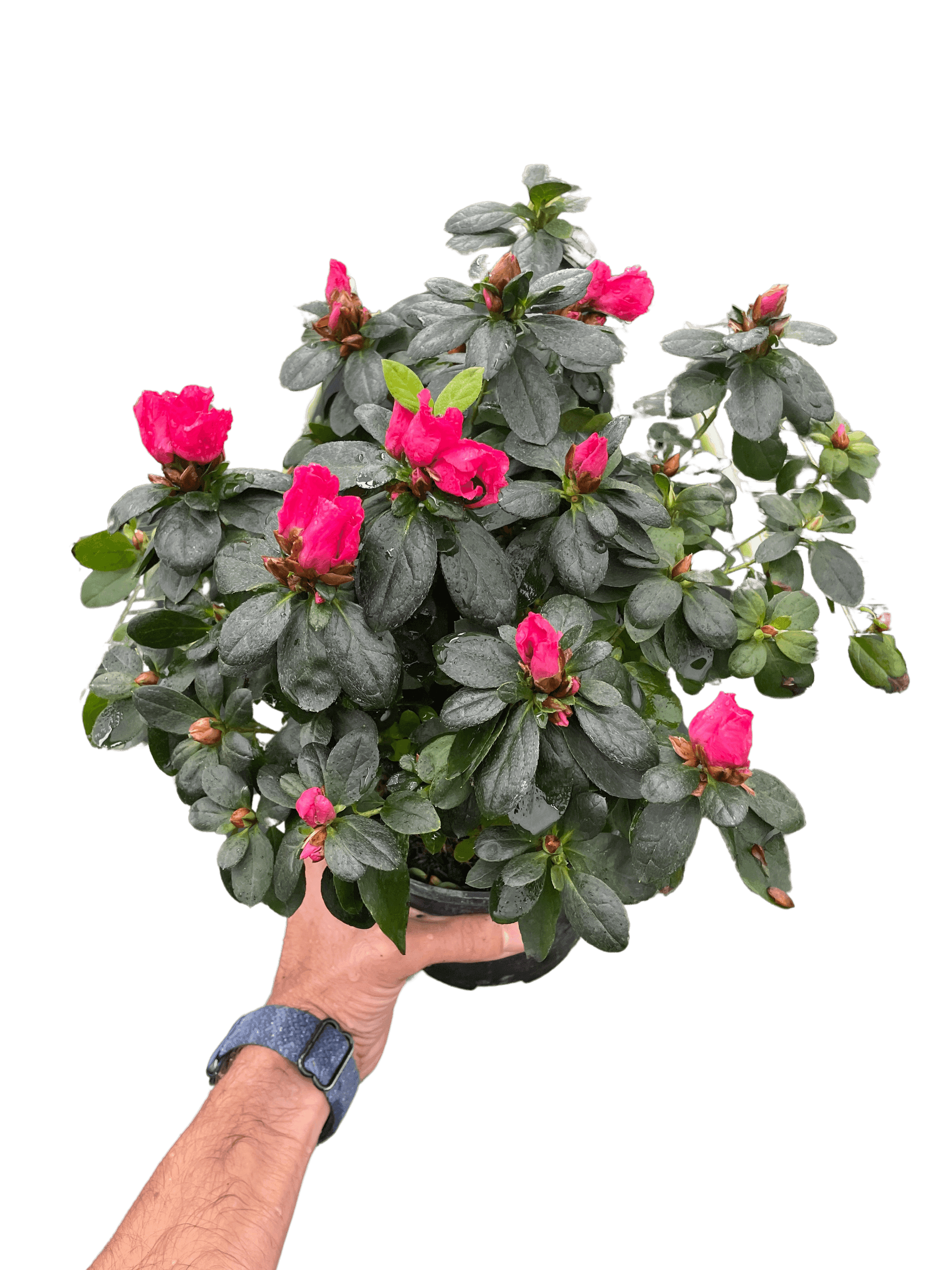 Azalea (Rhododendron) House Plant Wholesale
