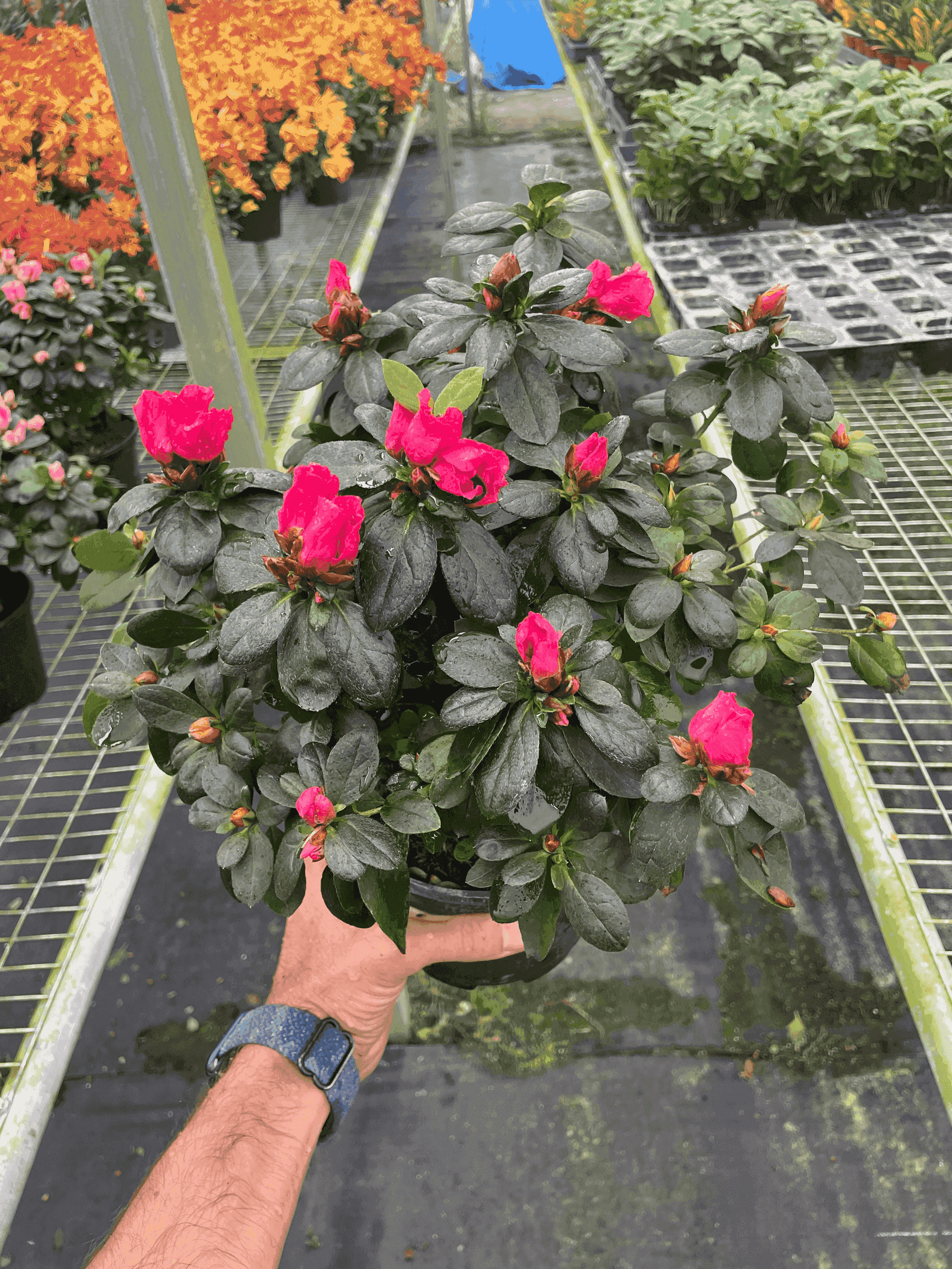 Azalea (Rhododendron) House Plant Wholesale