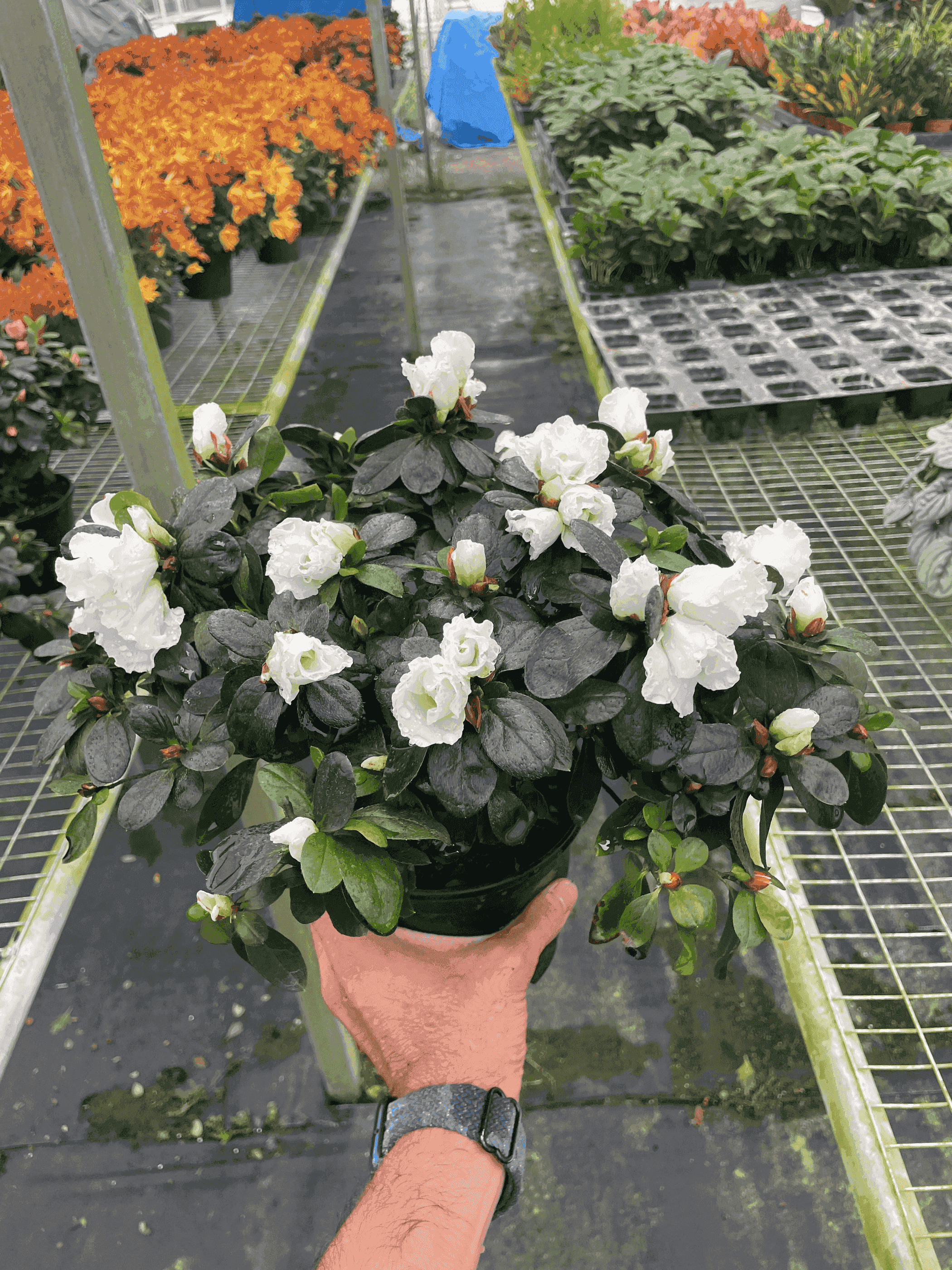 Azalea (Rhododendron) House Plant Wholesale