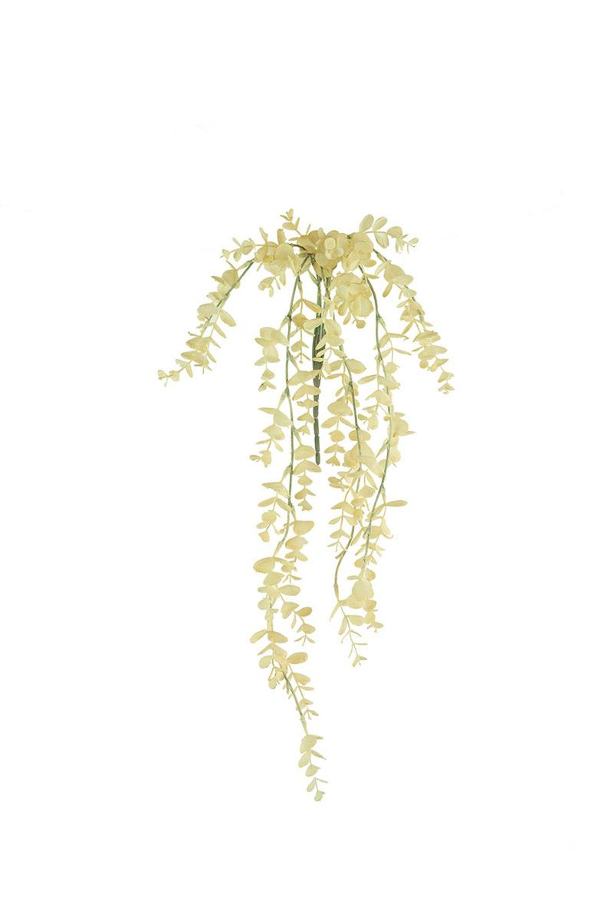 BOTANICA #2742 Kalalou