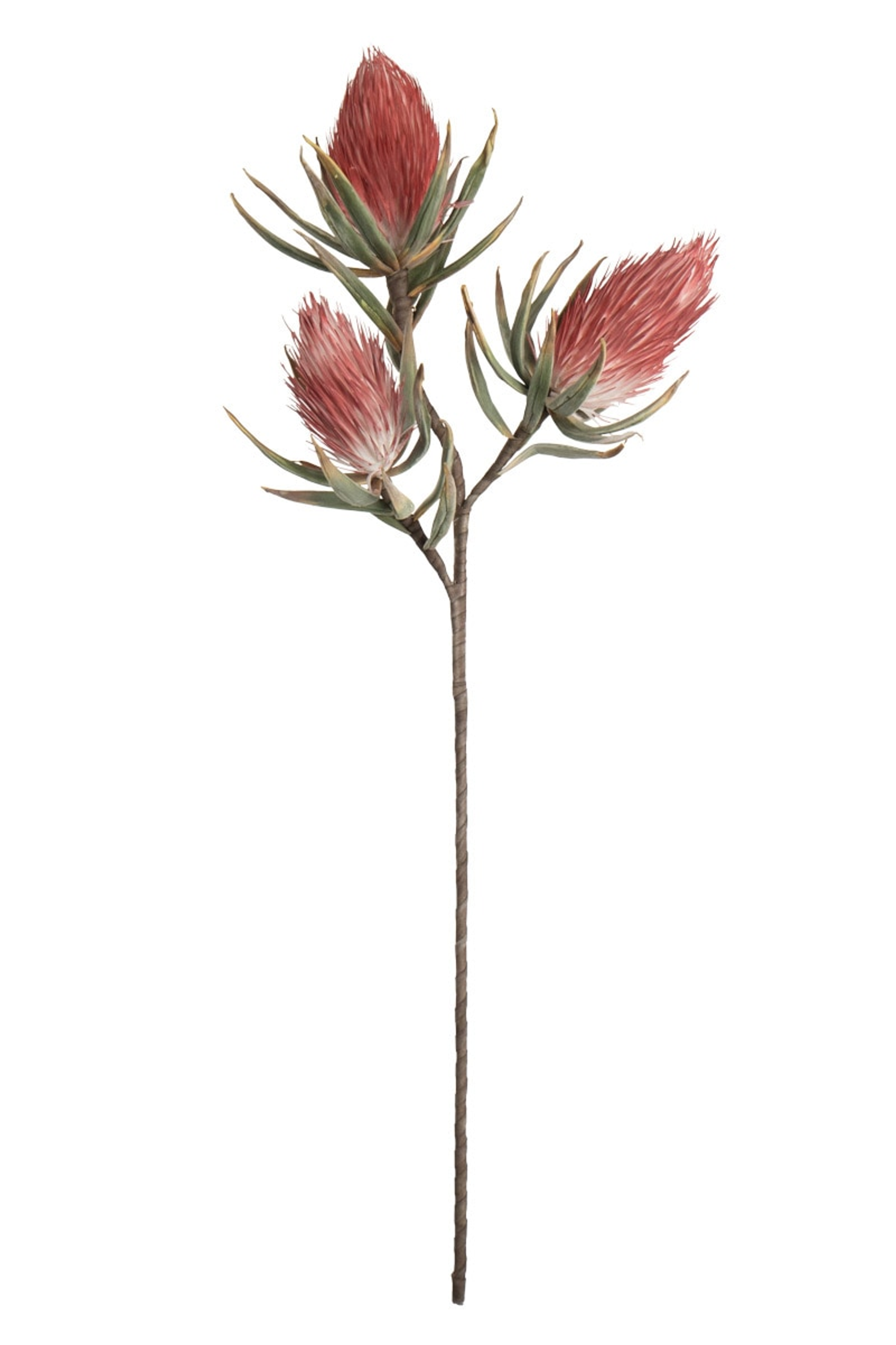 BOTANICA #809 Kalalou