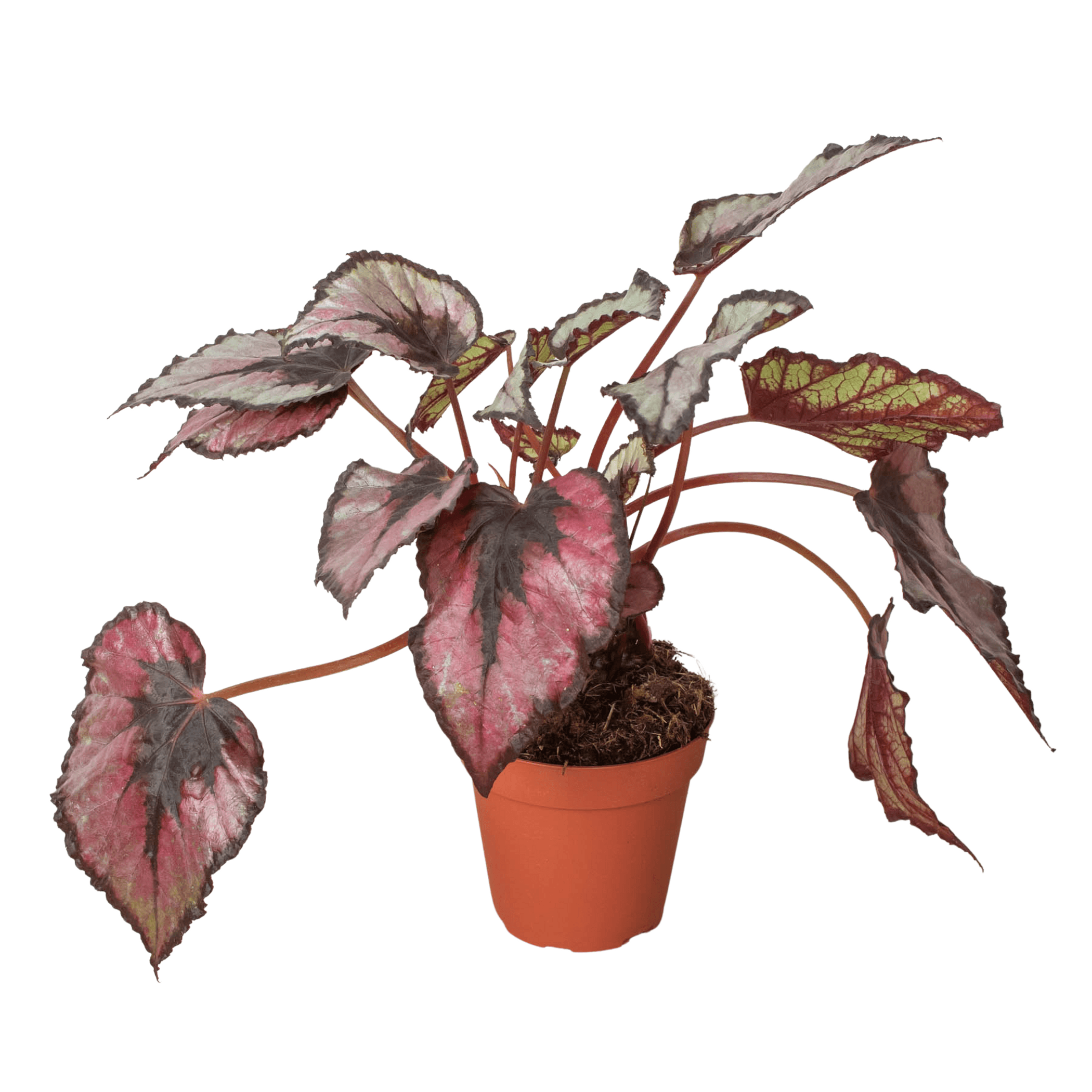 Begonia 'Rex' - 4" Pot House Plant Dropship