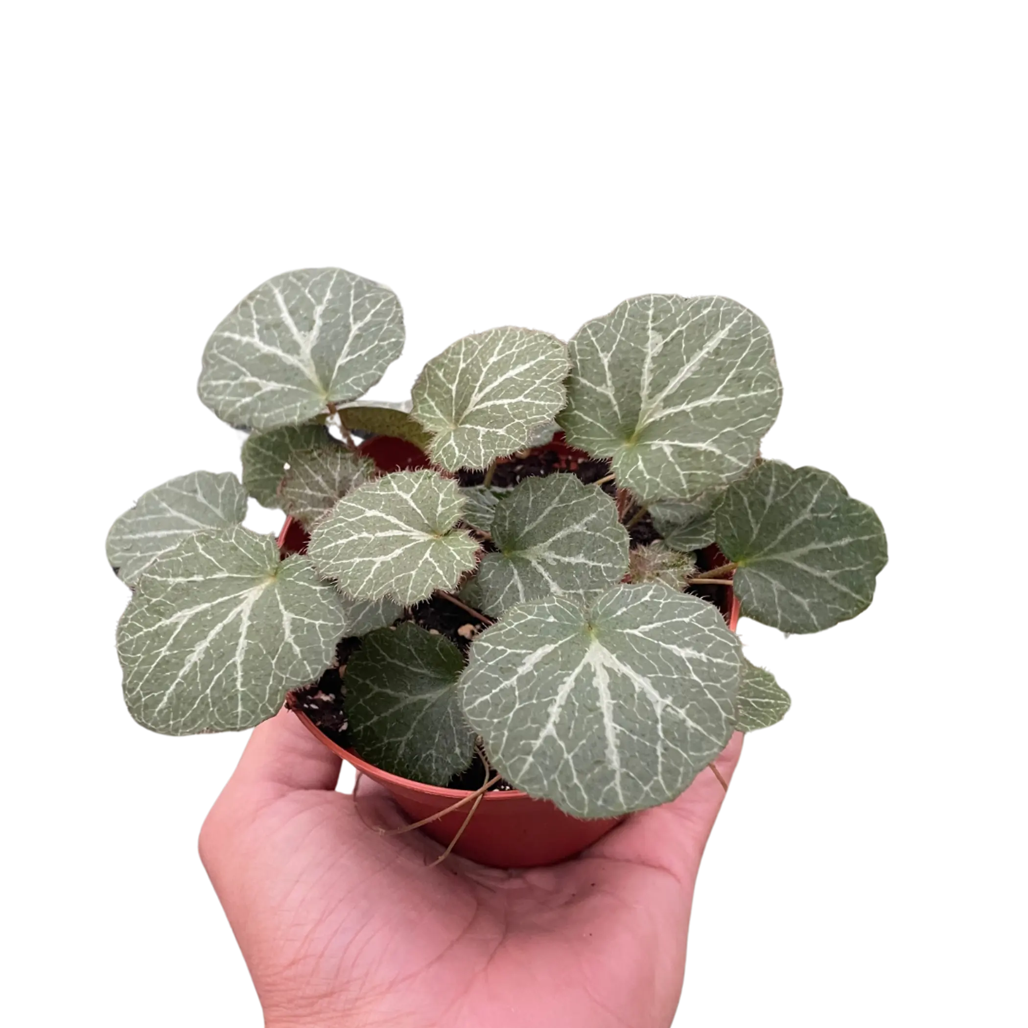 Begonia 'Strawberry' House Plant Wholesale