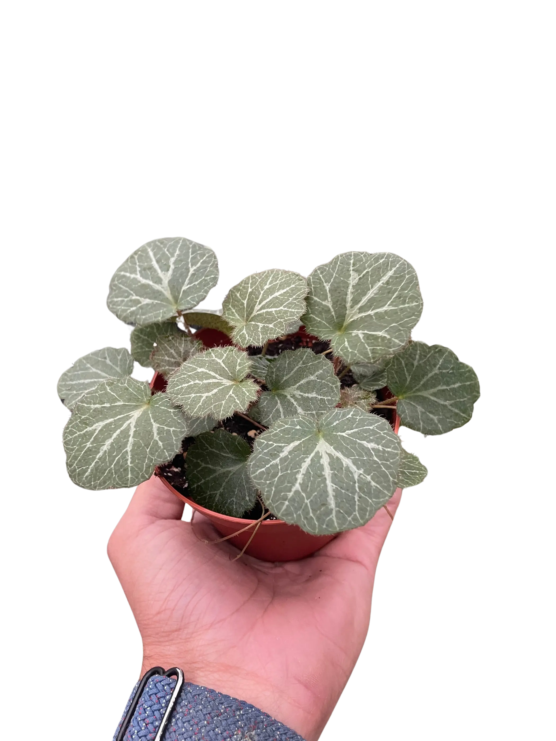 Begonia 'Strawberry' House Plant Wholesale