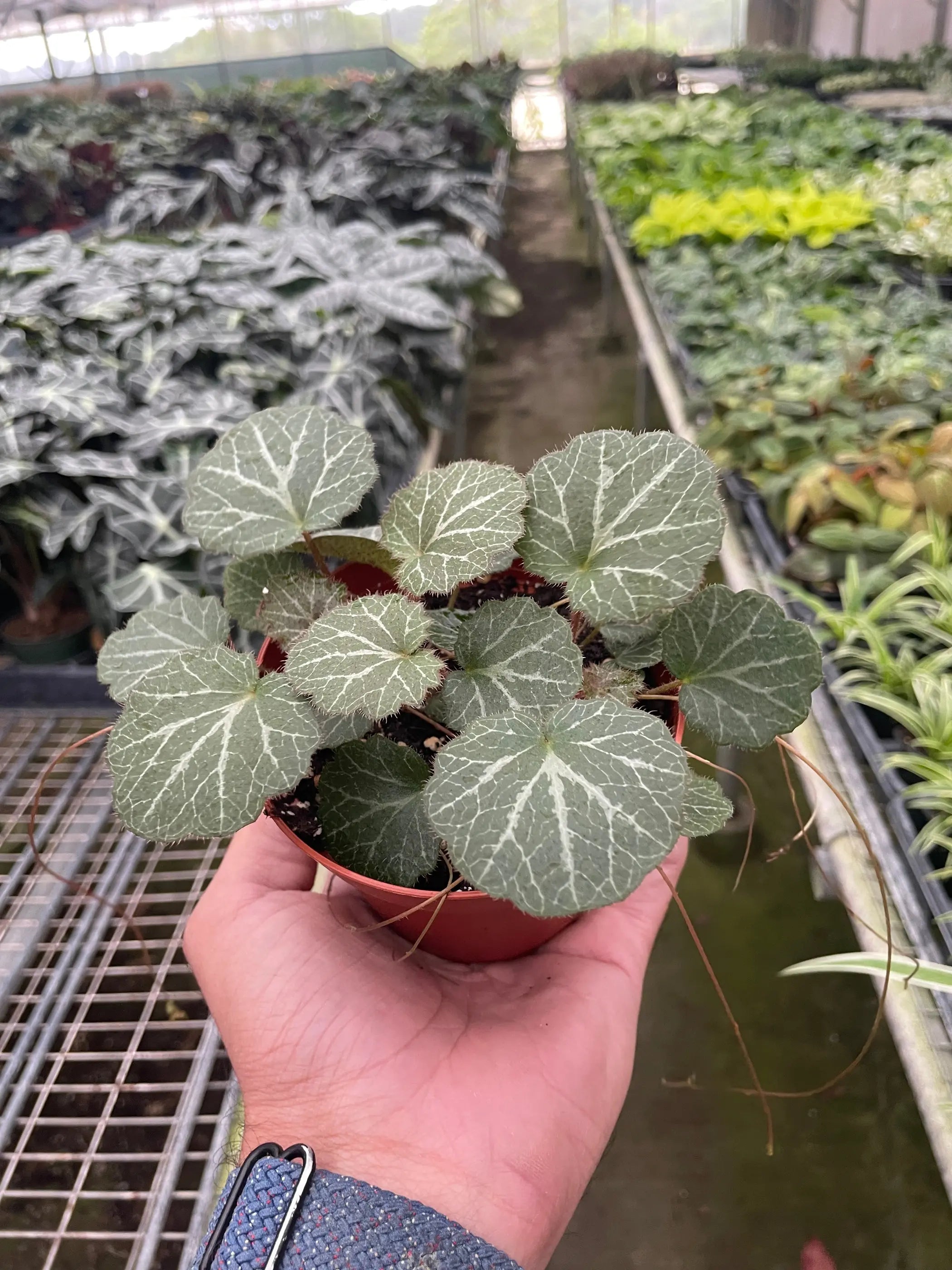 Begonia 'Strawberry' House Plant Wholesale