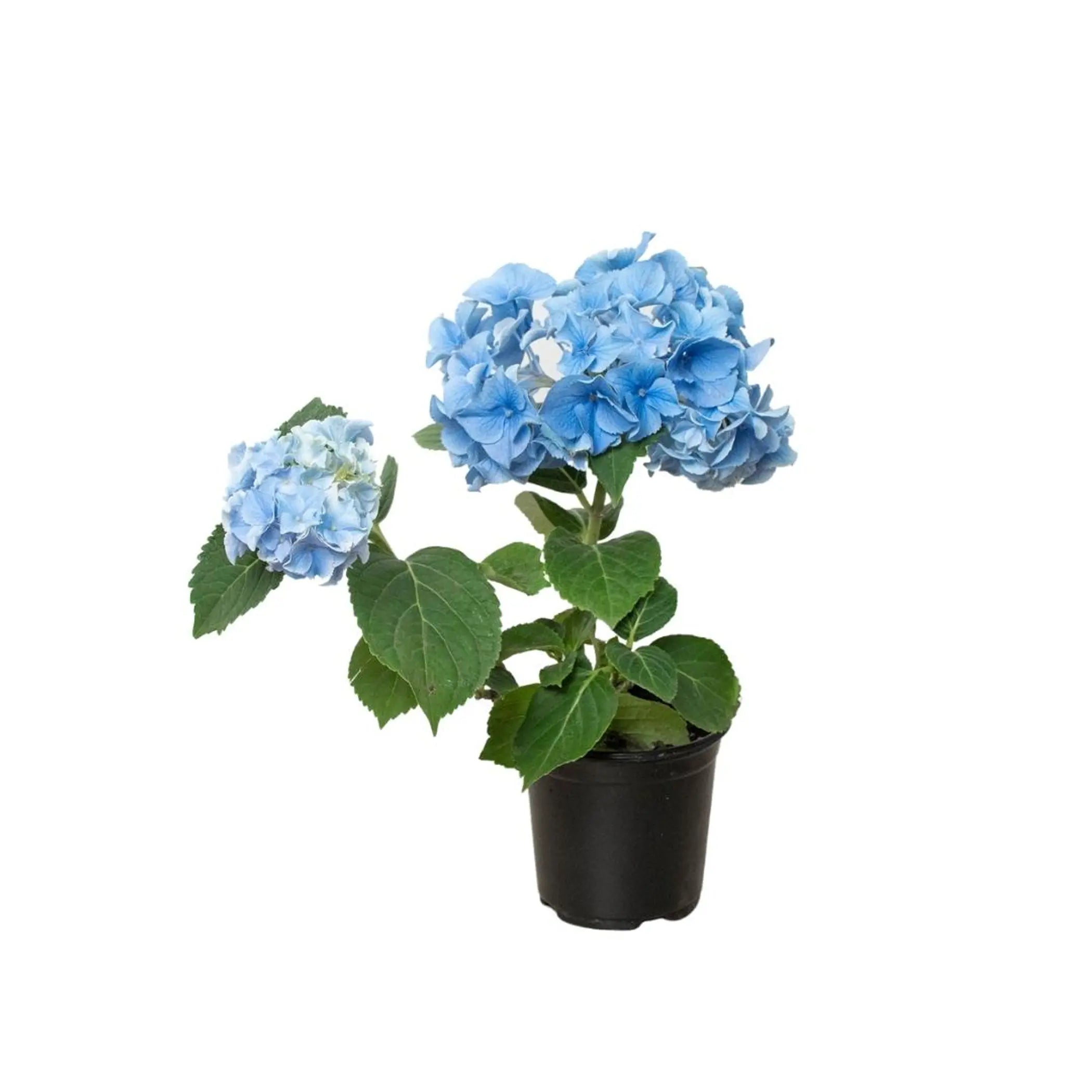 Blue Hydrangea House Plant Wholesale
