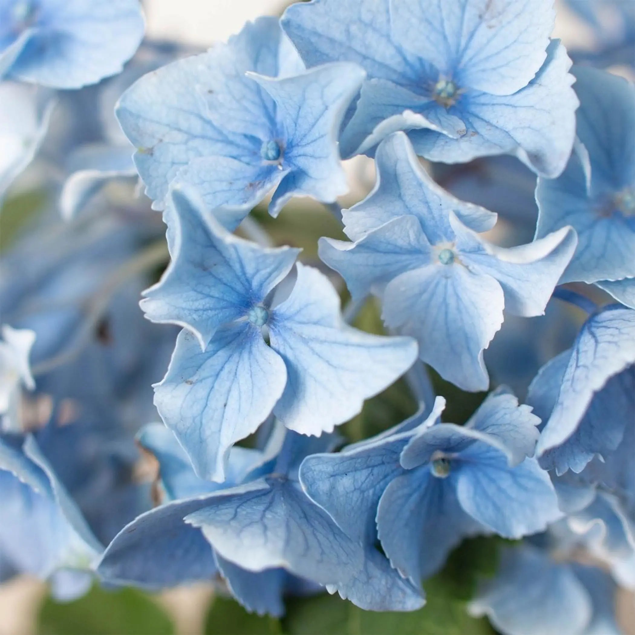 Blue Hydrangea House Plant Wholesale