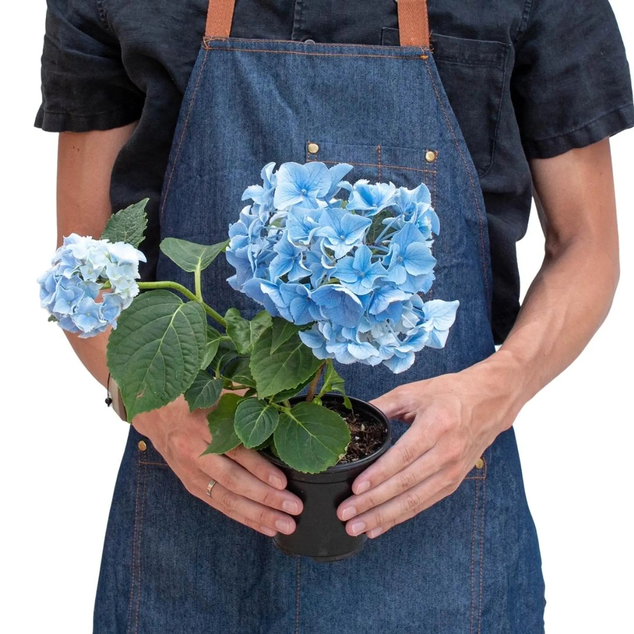 Blue Hydrangea House Plant Wholesale