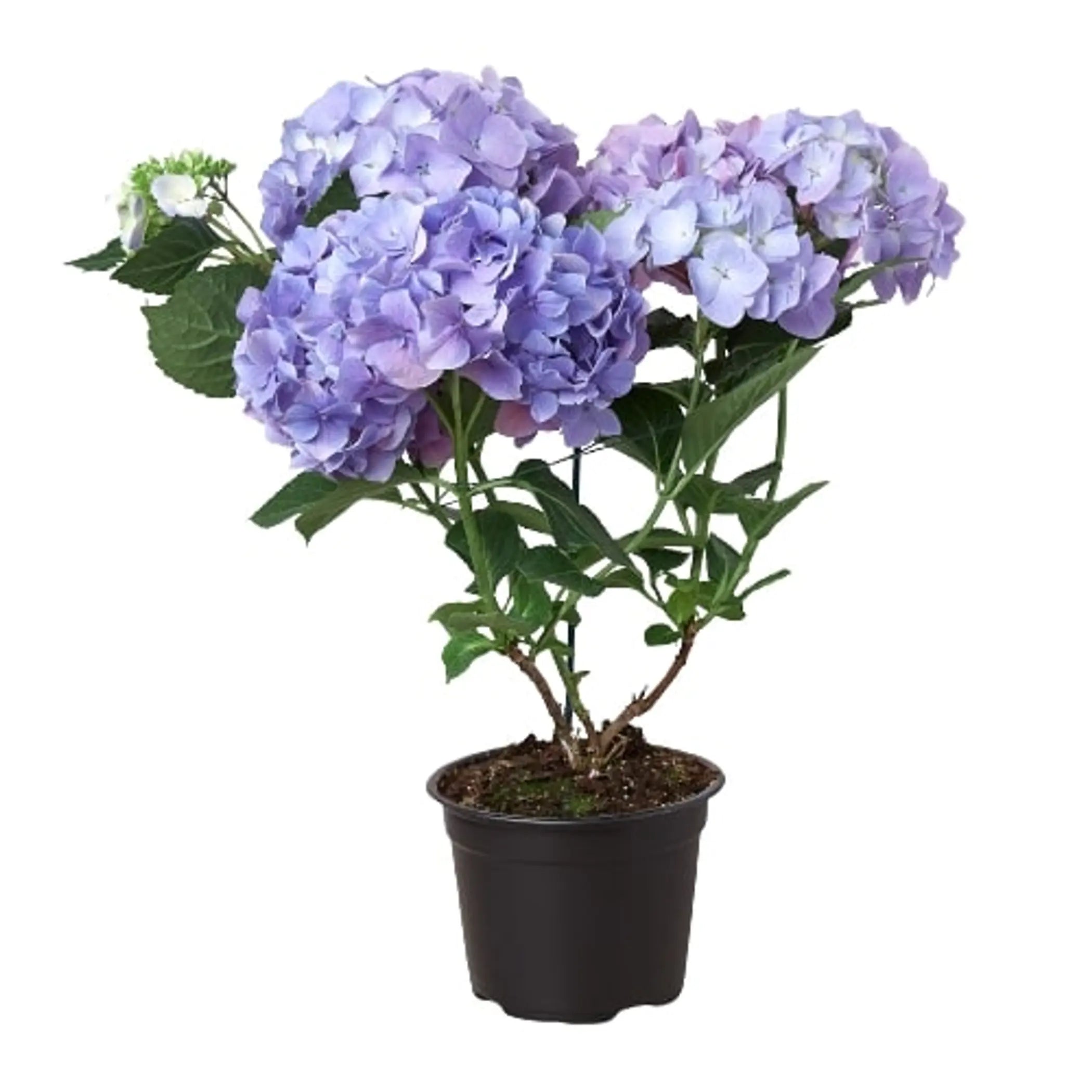 Blue Hydrangea House Plant Wholesale