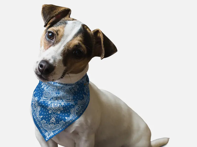 Blue Paisley Bandoggies