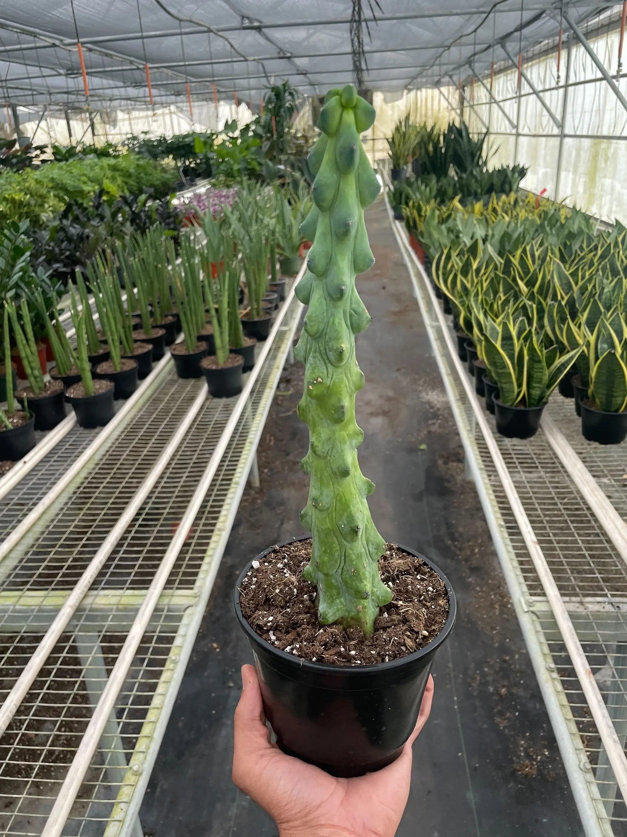 Boobie Cactus House Plant Wholesale