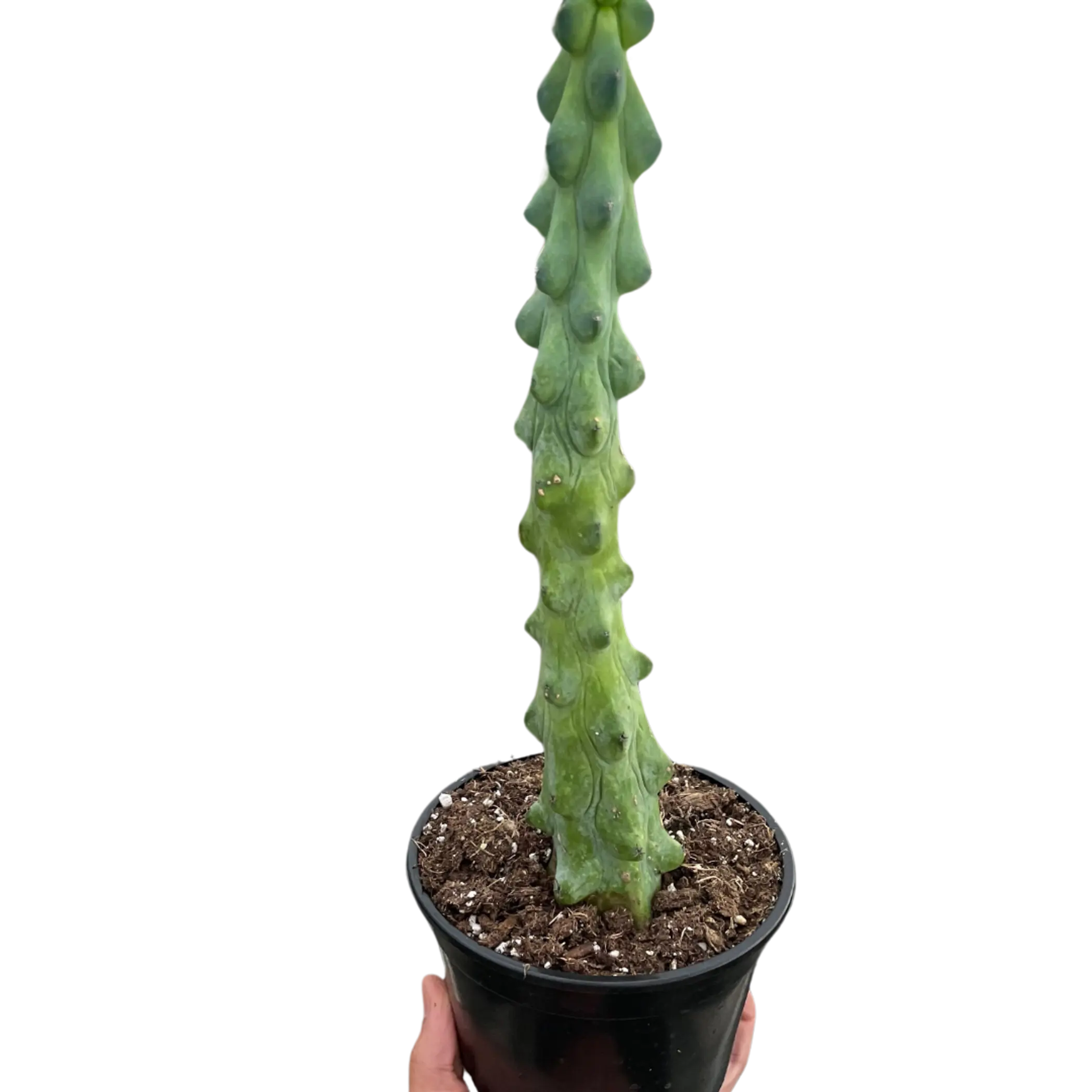 Boobie Cactus House Plant Wholesale