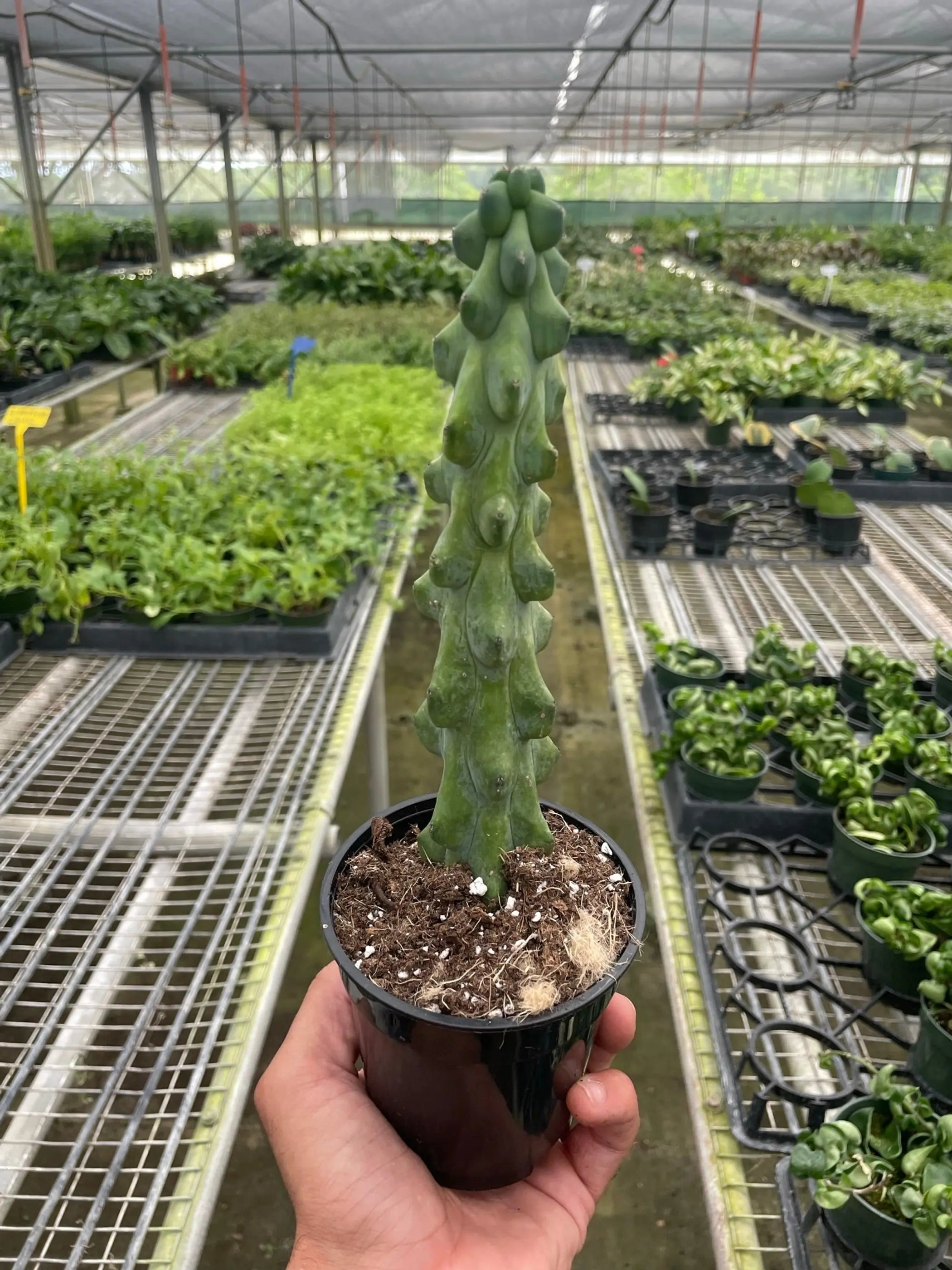 Boobie Cactus House Plant Wholesale