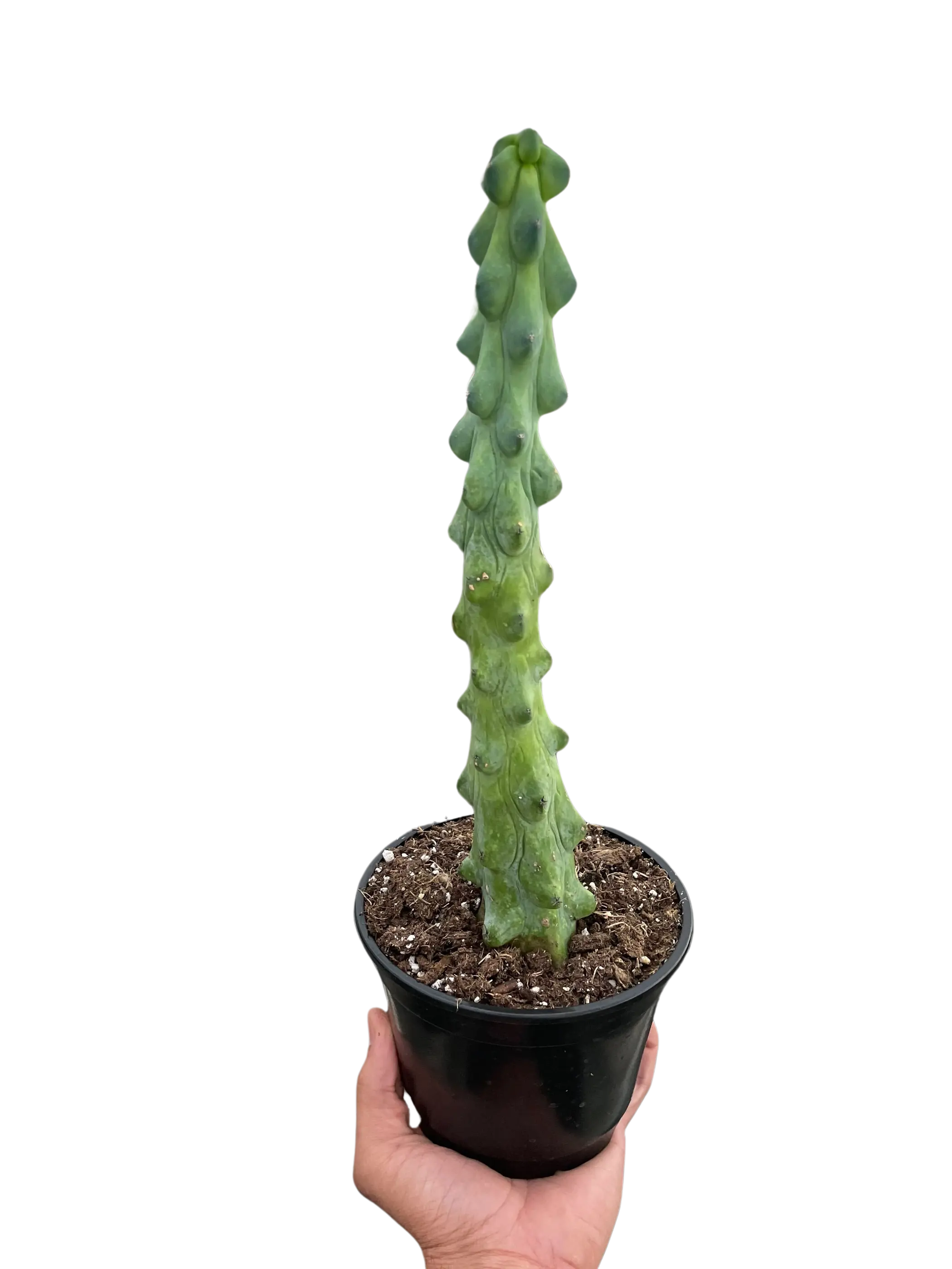 Boobie Cactus House Plant Wholesale