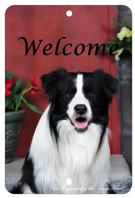 Border Collie - Best of Breed  Indoor/Outdoor Aluminum Sign Best of Breed