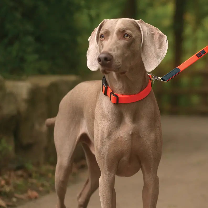 Boss Regular Leash Ultrahund