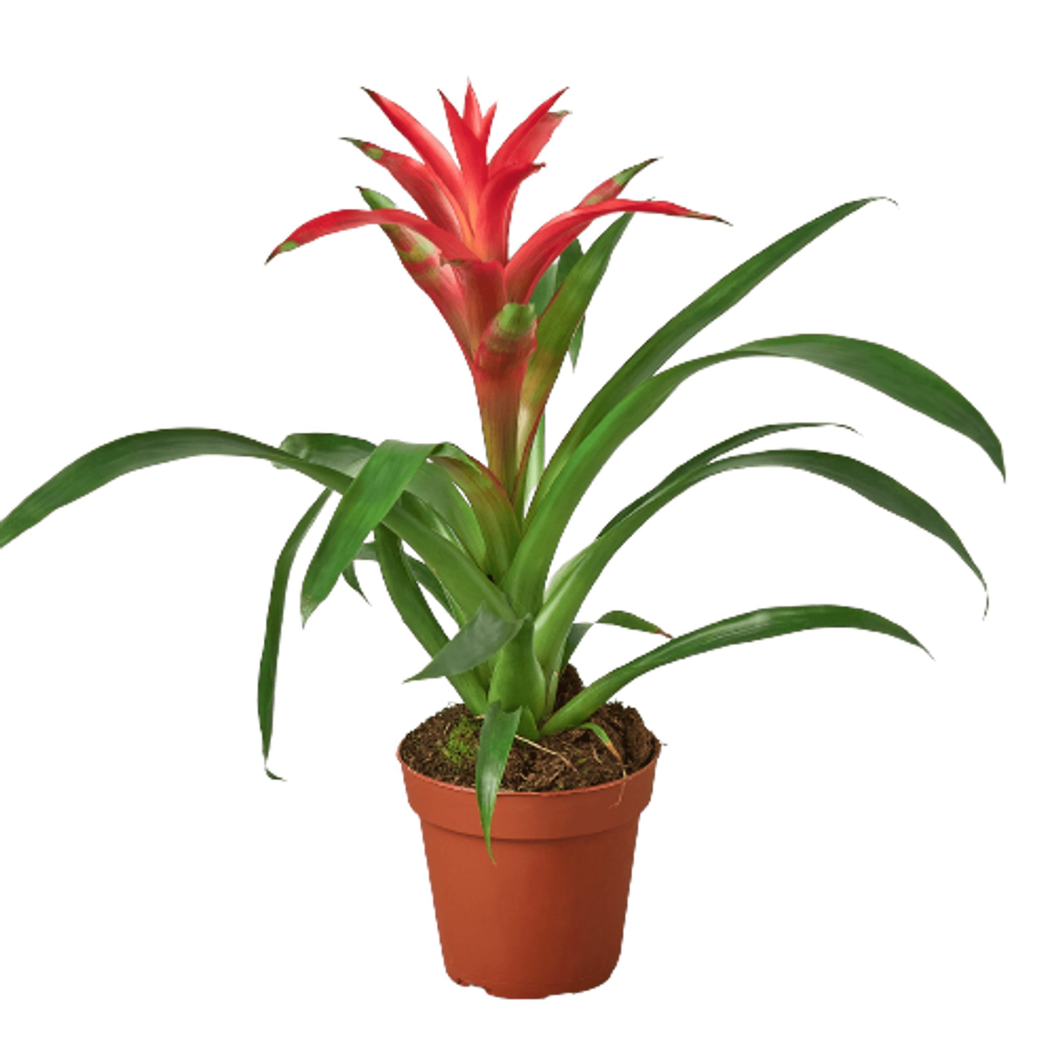 Bromeliad Guzmania 'Pink' - 4" Pot House Plant Dropship