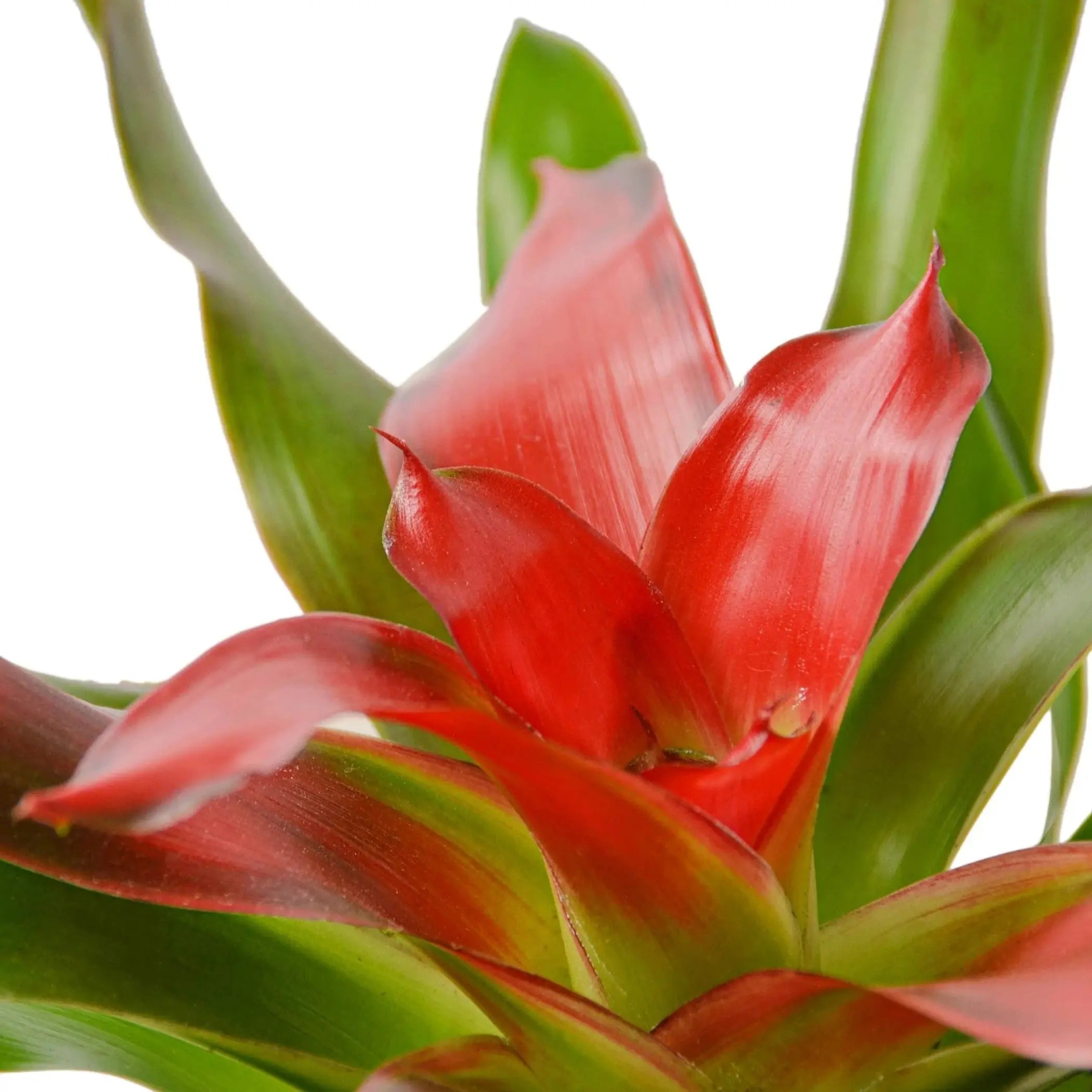Bromeliad Medusa House Plant Wholesale