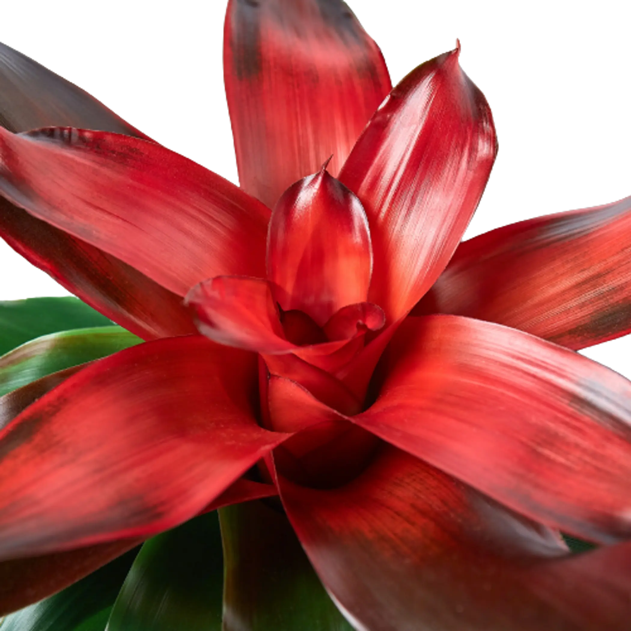 Bromeliad Medusa House Plant Wholesale