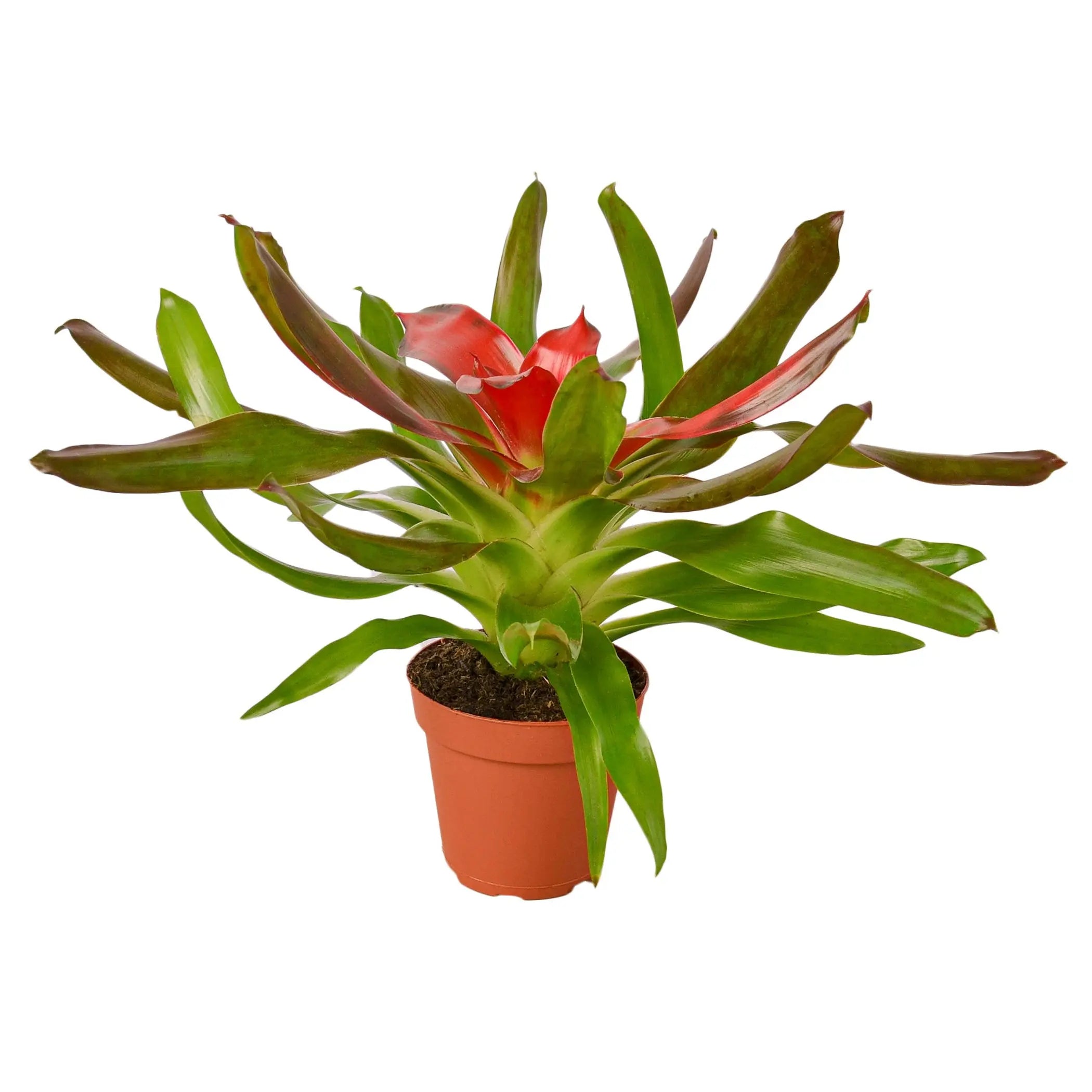 Bromeliad Medusa House Plant Wholesale