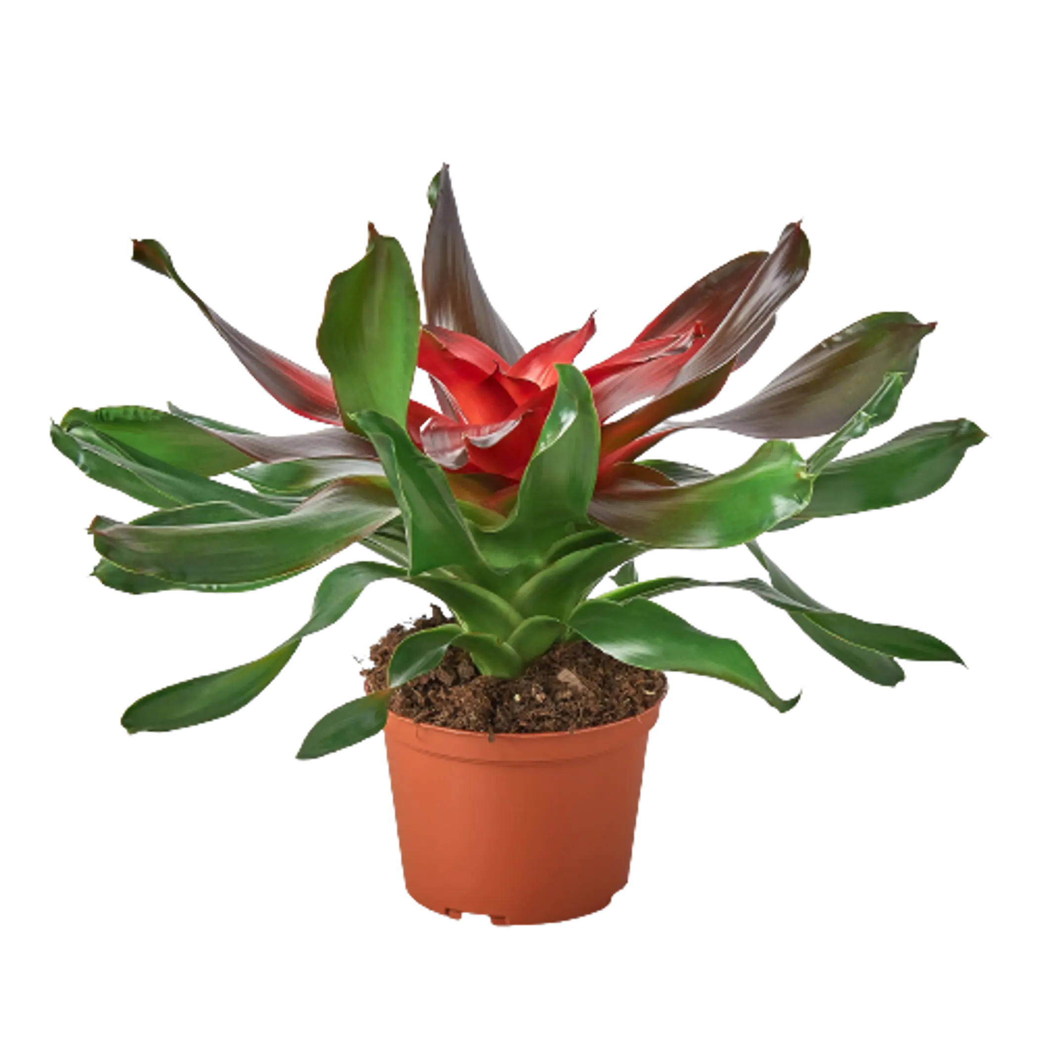 Bromeliad Medusa House Plant Wholesale