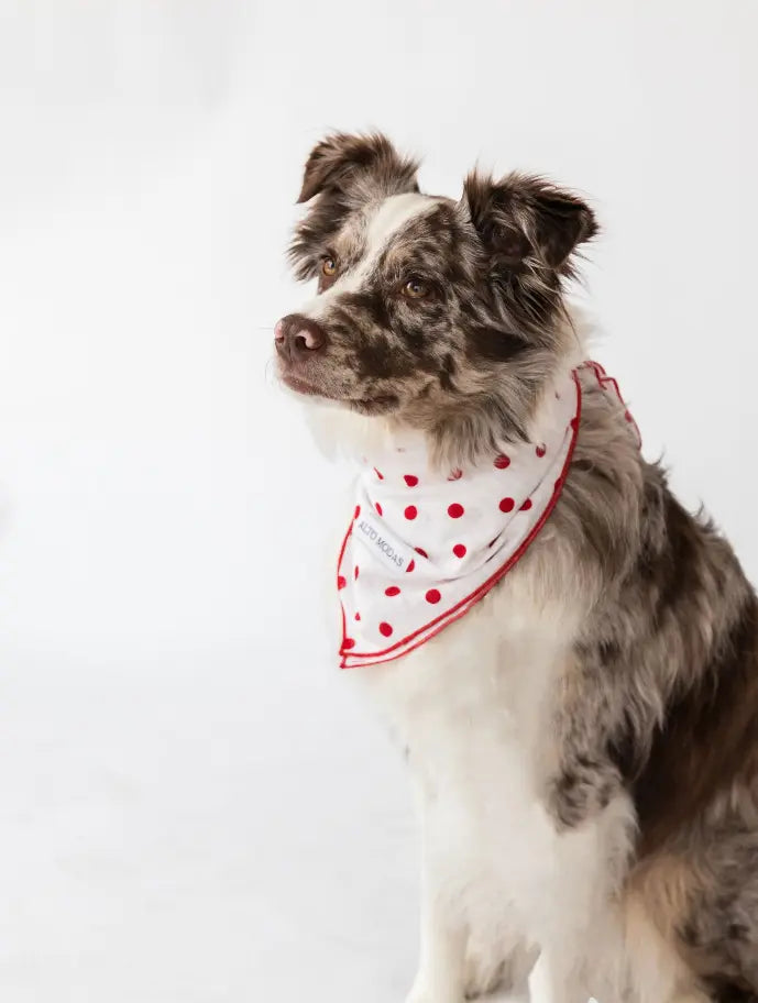 Buddy Dog Bandana Alto Modas