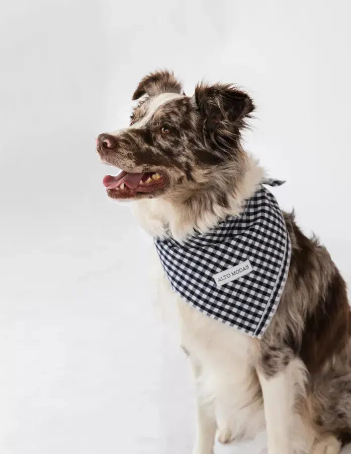 Buddy Dog Bandana Alto Modas