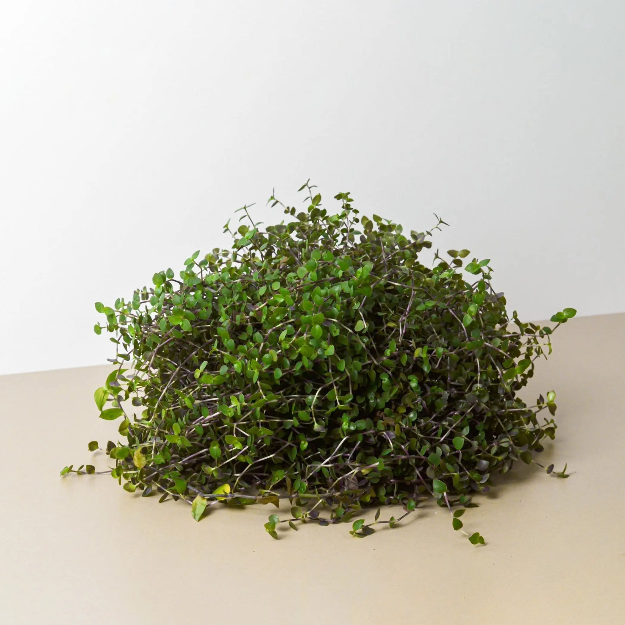 Calasia Repens House Plant Wholesale