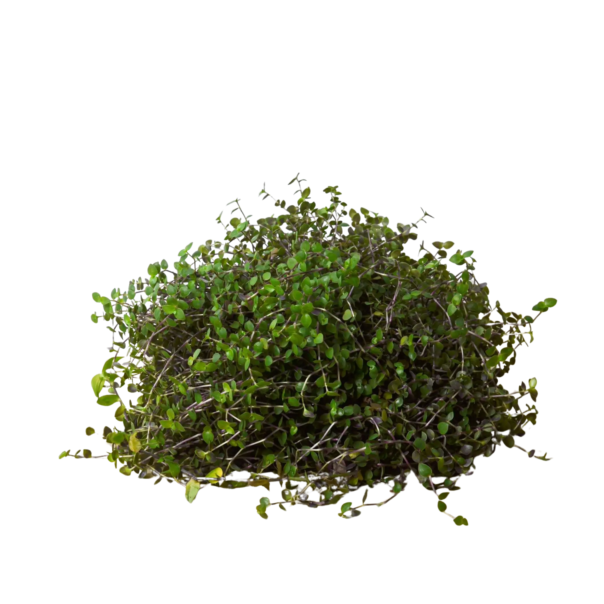 Calasia Repens House Plant Wholesale
