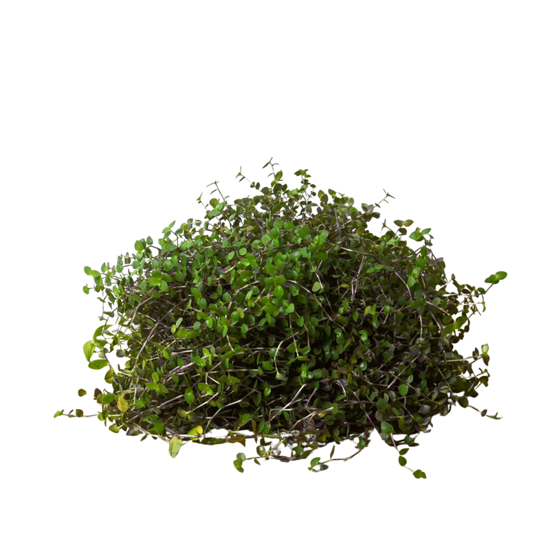 Calasia Repens House Plant Wholesale